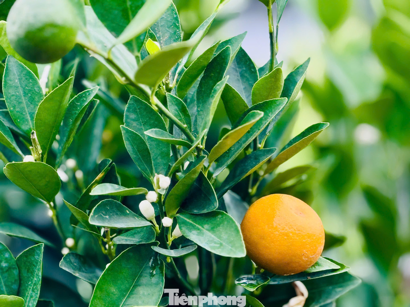 Nhiều gốc quất cảnh giống bắt đầu nở hoa, các nhà vườn rục rịch cho vào từng bình và chăm sóc cho cây phát triển.