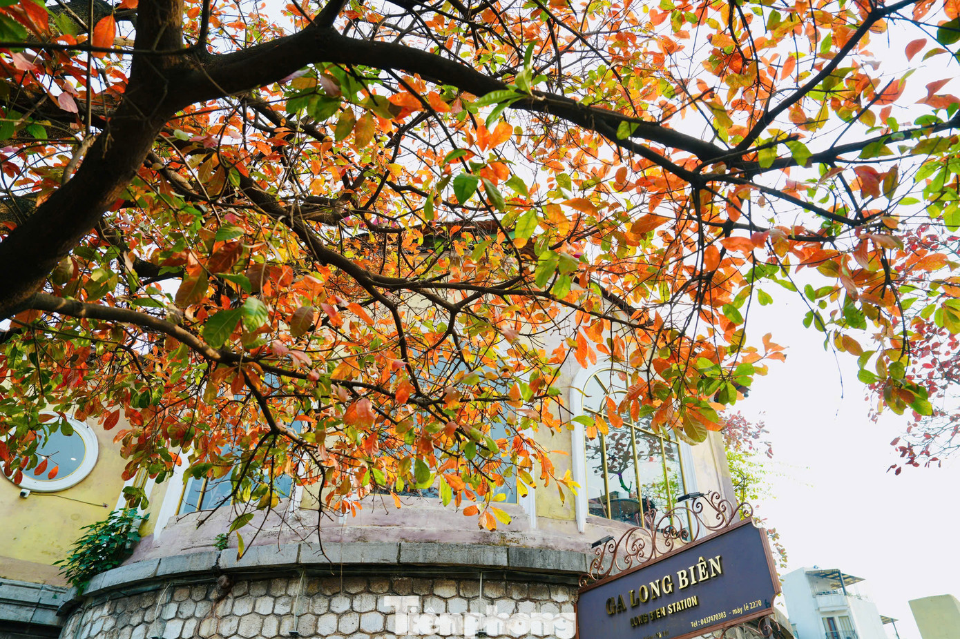 Ở nhiều góc phố Hà Nội, cây xanh bắt đầu chuyển sang sắc đỏ, sắc vàng rực rỡ. Ở nhiều góc phố Hà Nội, cây xanh bắt đầu chuyển sang sắc đỏ, sắc vàng rực rỡ.