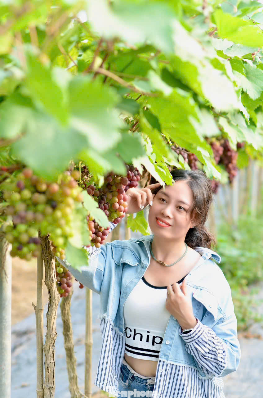 Thời điểm thích hợp nhất để du khách tới hái nho là vào buổi sớm hoặc chiều muộn, khi trời dịu mát. Những chùm nho sau khi được hái cũng có thể chế biến thành nhiều món như ép nước, làm sinh tố…để thưởng thức.