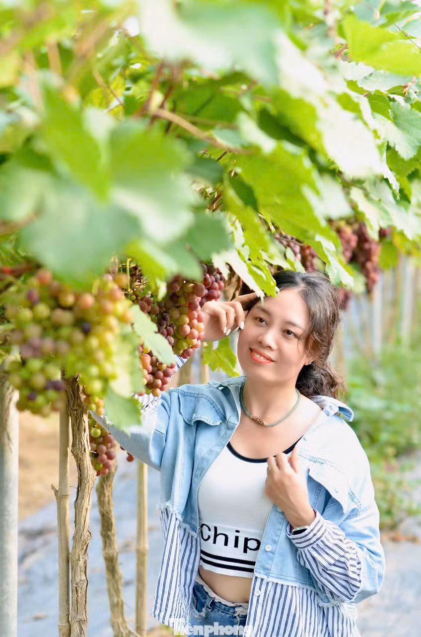 Thời điểm thích hợp nhất để du khách tới hái nho là vào buổi sớm hoặc chiều muộn, khi trời dịu mát. Những chùm nho sau khi được hái cũng có thể chế biến thành nhiều món như ép nước, làm sinh tố…để thưởng thức.