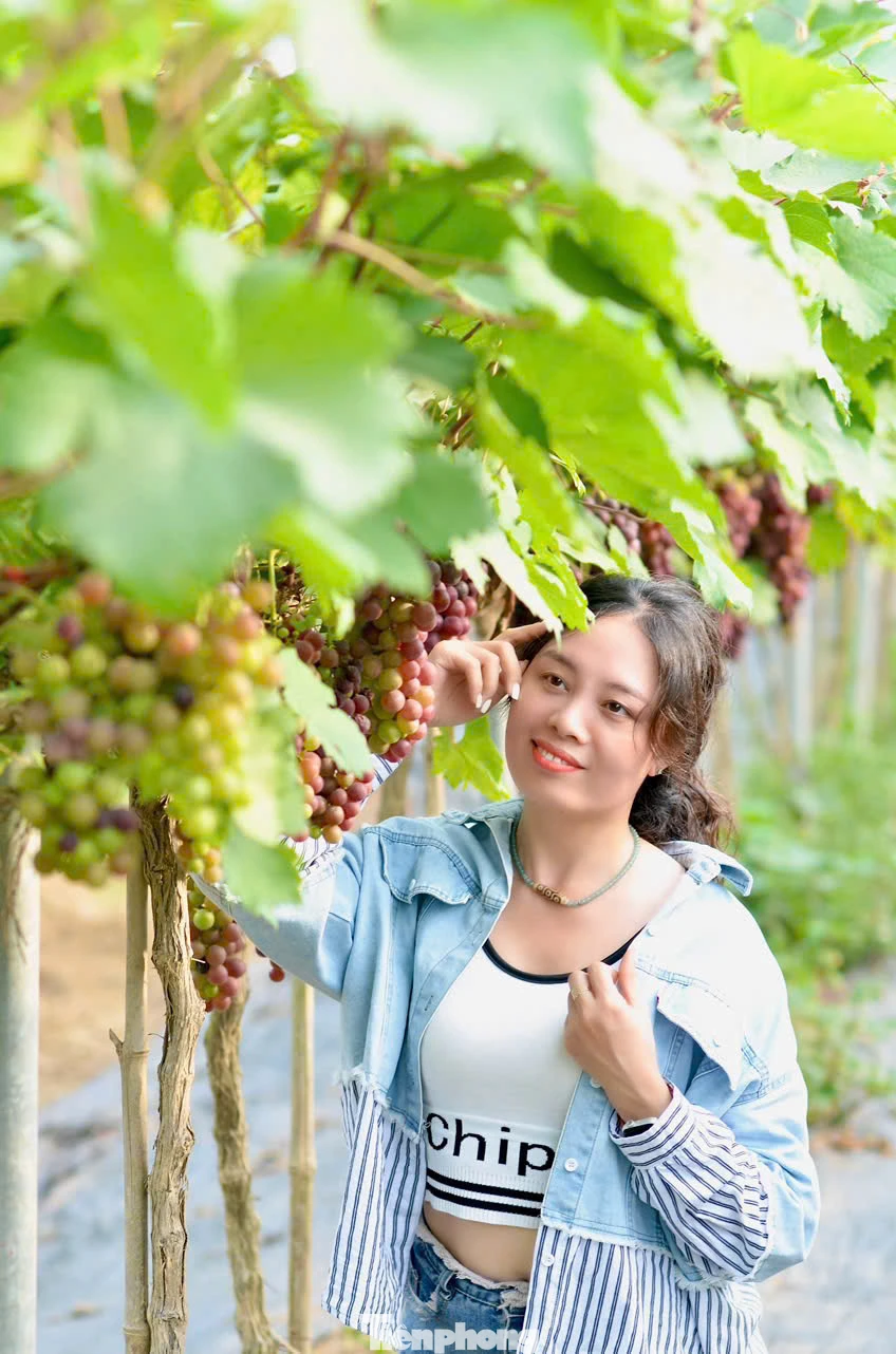 Thời điểm thích hợp nhất để du khách tới hái nho là vào buổi sớm hoặc chiều muộn, khi trời dịu mát. Những chùm nho sau khi được hái cũng có thể chế biến thành nhiều món như ép nước, làm sinh tố…để thưởng thức.