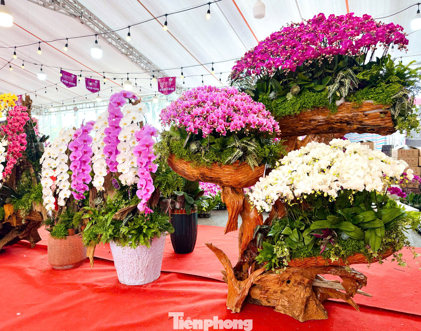Hầu hết các chậu lan có kích thước lớn, giá cao chủ yếu để trưng bày để thu hút khách hàng.
