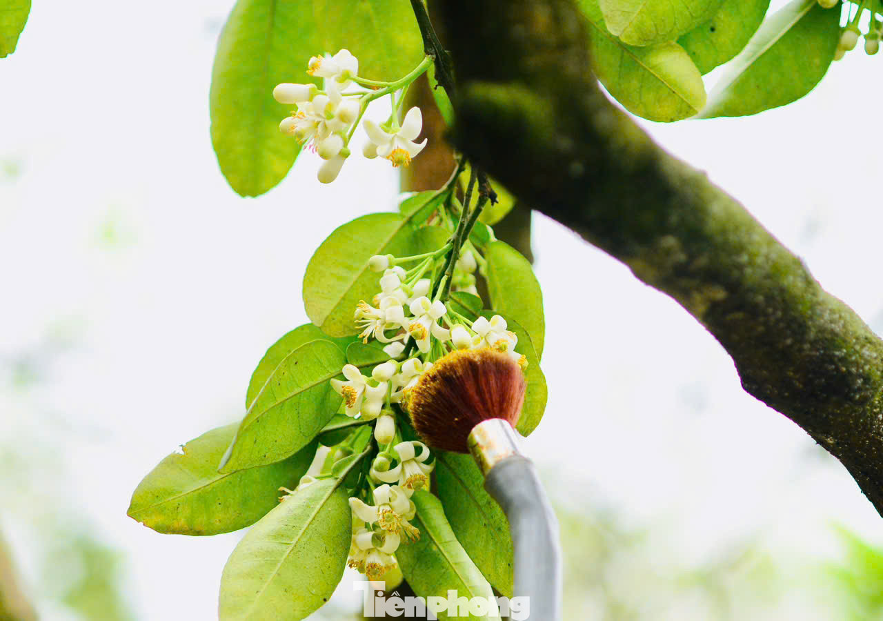 Cách thụ phấn bằng tay cho hoa bưởi là dựa trên nguyên tắc thụ phấn chéo, tức là nhị của hoa này sẽ kết hợp với nhụy của hoa khác, không bắt buộc là trên cùng một bông", chị Ngọc cho biết. Cách thụ phấn bằng tay cho hoa bưởi là dựa trên nguyên tắc thụ phấn chéo, tức là nhị của hoa này sẽ kết hợp với nhụy của hoa khác, không bắt buộc là trên cùng một bông", chị Ngọc cho biết.