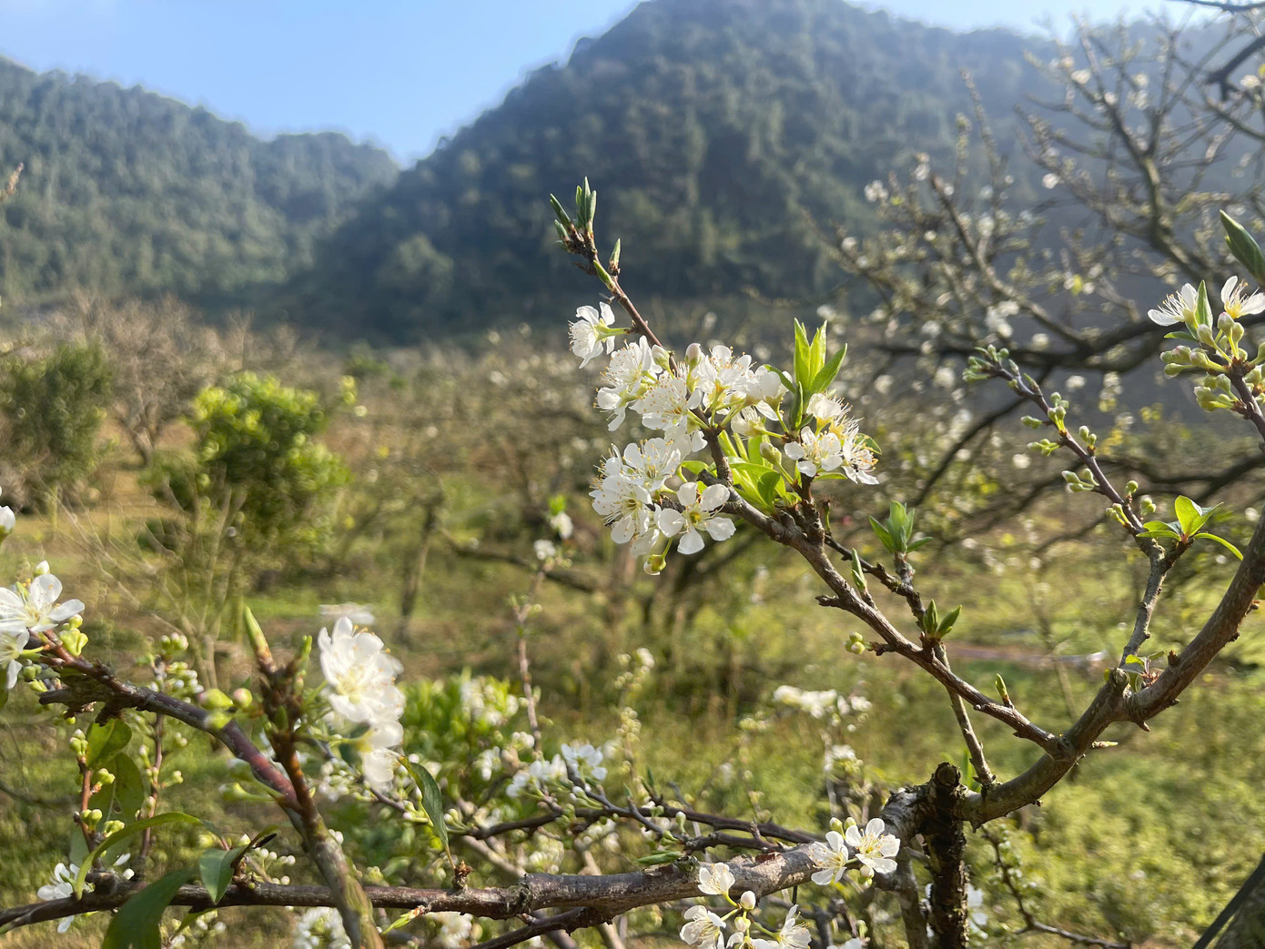 Du khách du xuân đến Mộc Châu dịp này, ngoài được thưởng ngoạn phong cảnh núi non hùng vĩ, còn được đắm mình bên những rừng mận nở trắng xóa khắp các triền đồi, thung lũng hay bên trong những khu homestay thơ mộng. Du khách du xuân đến Mộc Châu dịp này, ngoài được thưởng ngoạn phong cảnh núi non hùng vĩ, còn được đắm mình bên những rừng mận nở trắng xóa khắp các triền đồi, thung lũng hay bên trong những khu homestay thơ mộng.