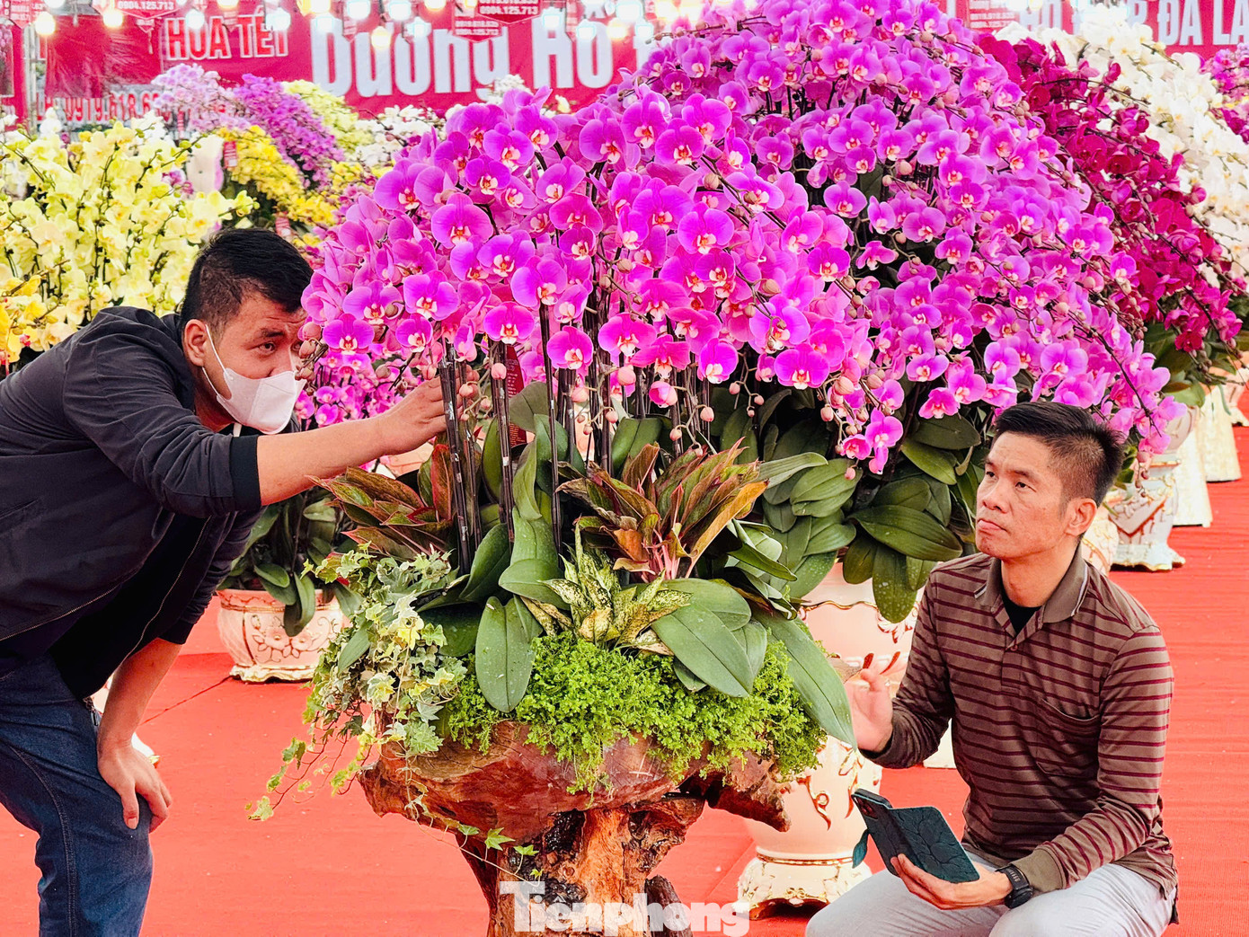 Hầu hết các chậu lan có kích thước lớn, giá cao chủ yếu để trưng bày để thu hút khách hàng.