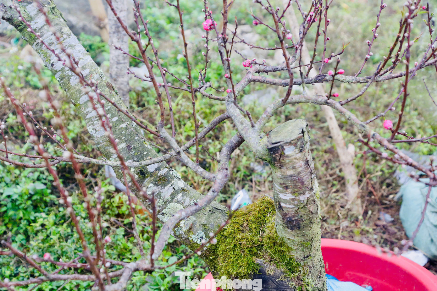 Các huyện Vân Hồ, Mộc Châu (tỉnh Sơn La) nổi tiếng với loại đào đá mốc gốc bởi vẻ đẹp độc lạ, những thân cây xù xì trông như khúc củi, bên ngoài thì rêu mọc phủ kín lại được nhiều người săn đón. Các huyện Vân Hồ, Mộc Châu (tỉnh Sơn La) nổi tiếng với loại đào đá mốc gốc bởi vẻ đẹp độc lạ, những thân cây xù xì trông như khúc củi, bên ngoài thì rêu mọc phủ kín lại được nhiều người săn đón.