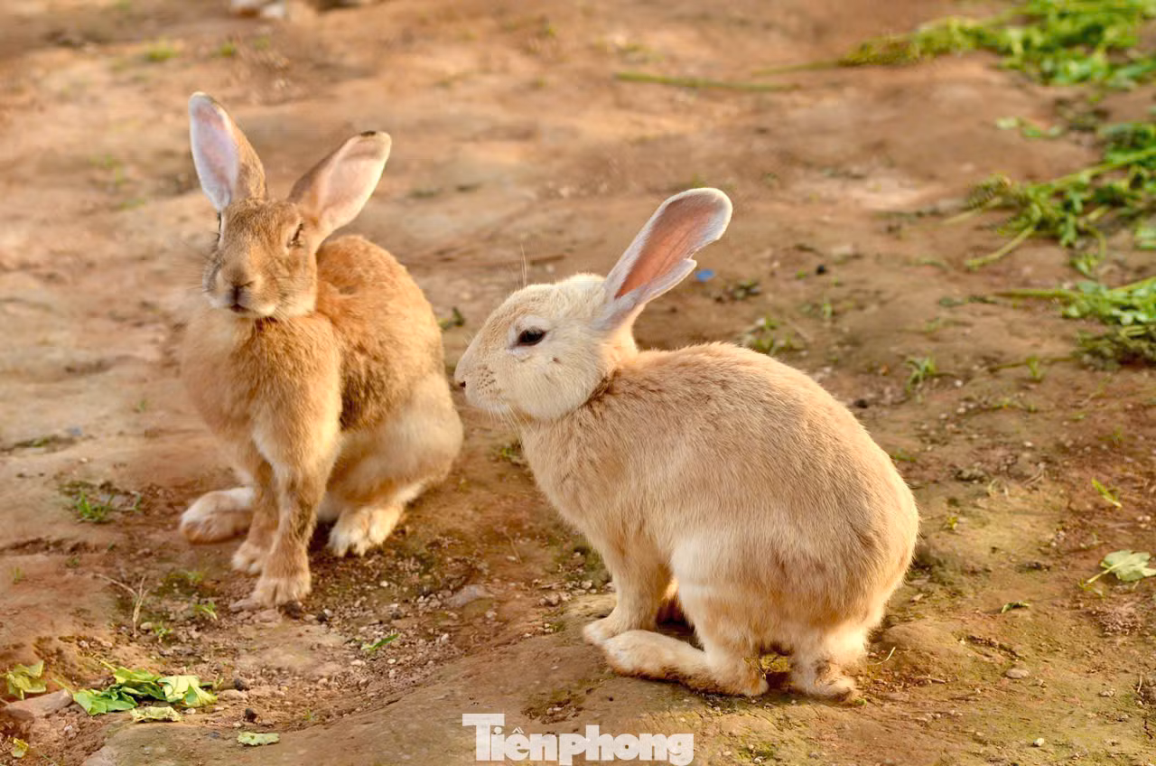 Ngoài việc trải nghiệm hái nho, du khách còn được trải nghiệm hoạt động cho động vật ăn thức ăn. Ở nông trại, khách tham quan có thể vui chơi thỏa thích cùng những chú thú cưng như thỏ, chuột hamster, cừu…dễ thương này.