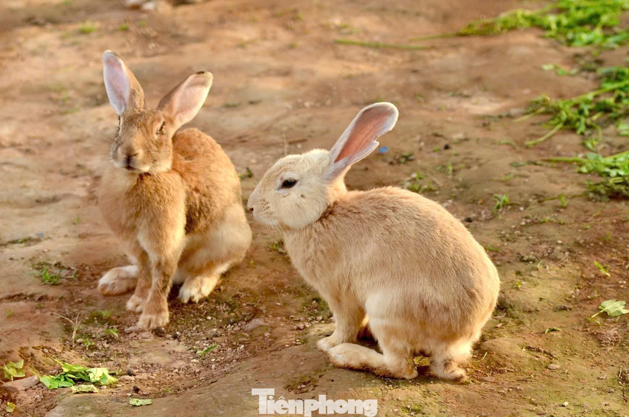 Ngoài việc trải nghiệm hái nho, du khách còn được trải nghiệm hoạt động cho động vật ăn thức ăn. Ở nông trại, khách tham quan có thể vui chơi thỏa thích cùng những chú thú cưng như thỏ, chuột hamster, cừu…dễ thương này.