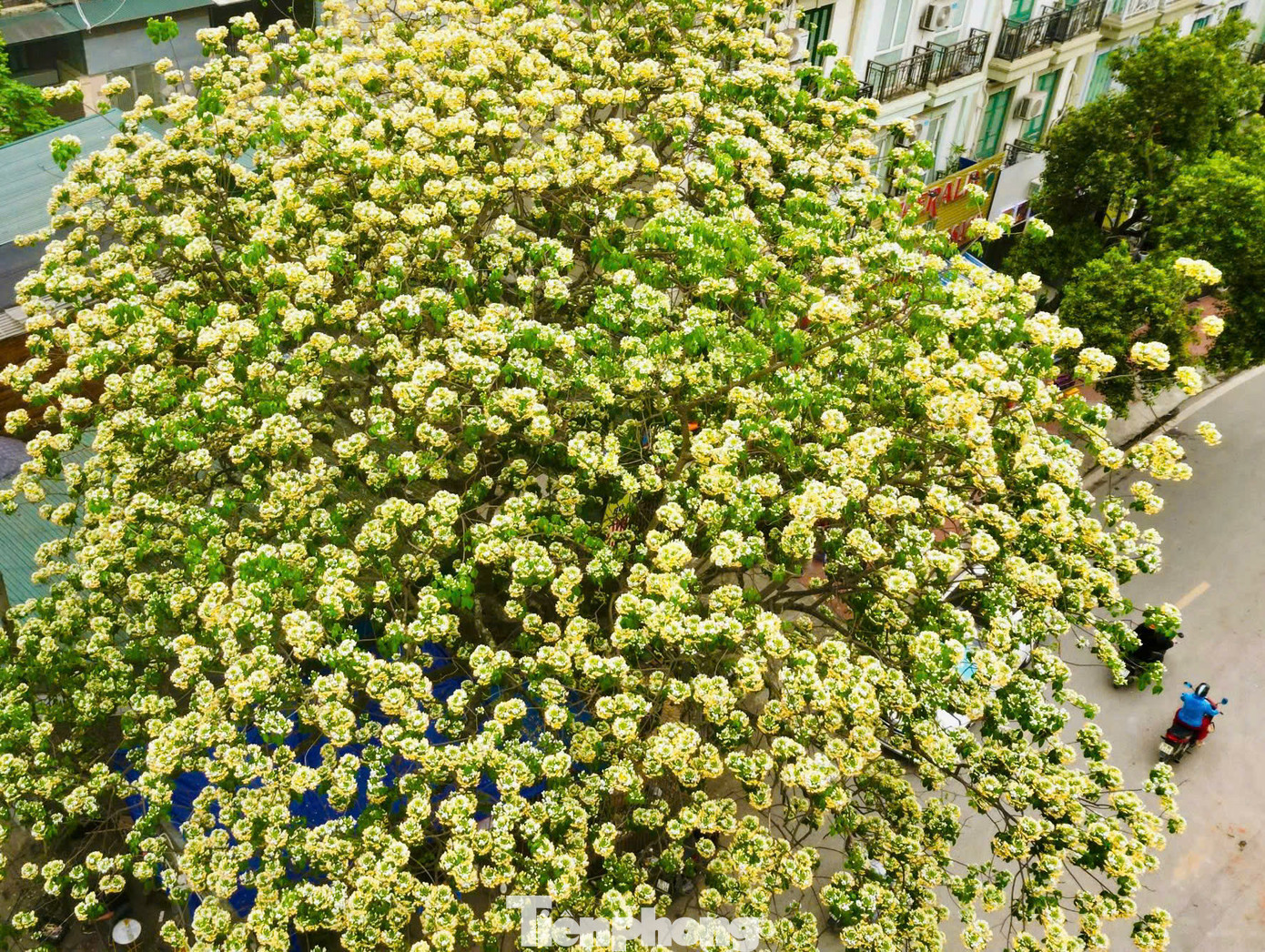 Cây hoa bún này có tuổi đời hơn 300 năm gắn bó với nhiều thế hệ người dân làng Đình Thôn, vì vậy cây được người dân xem như là báu vật.