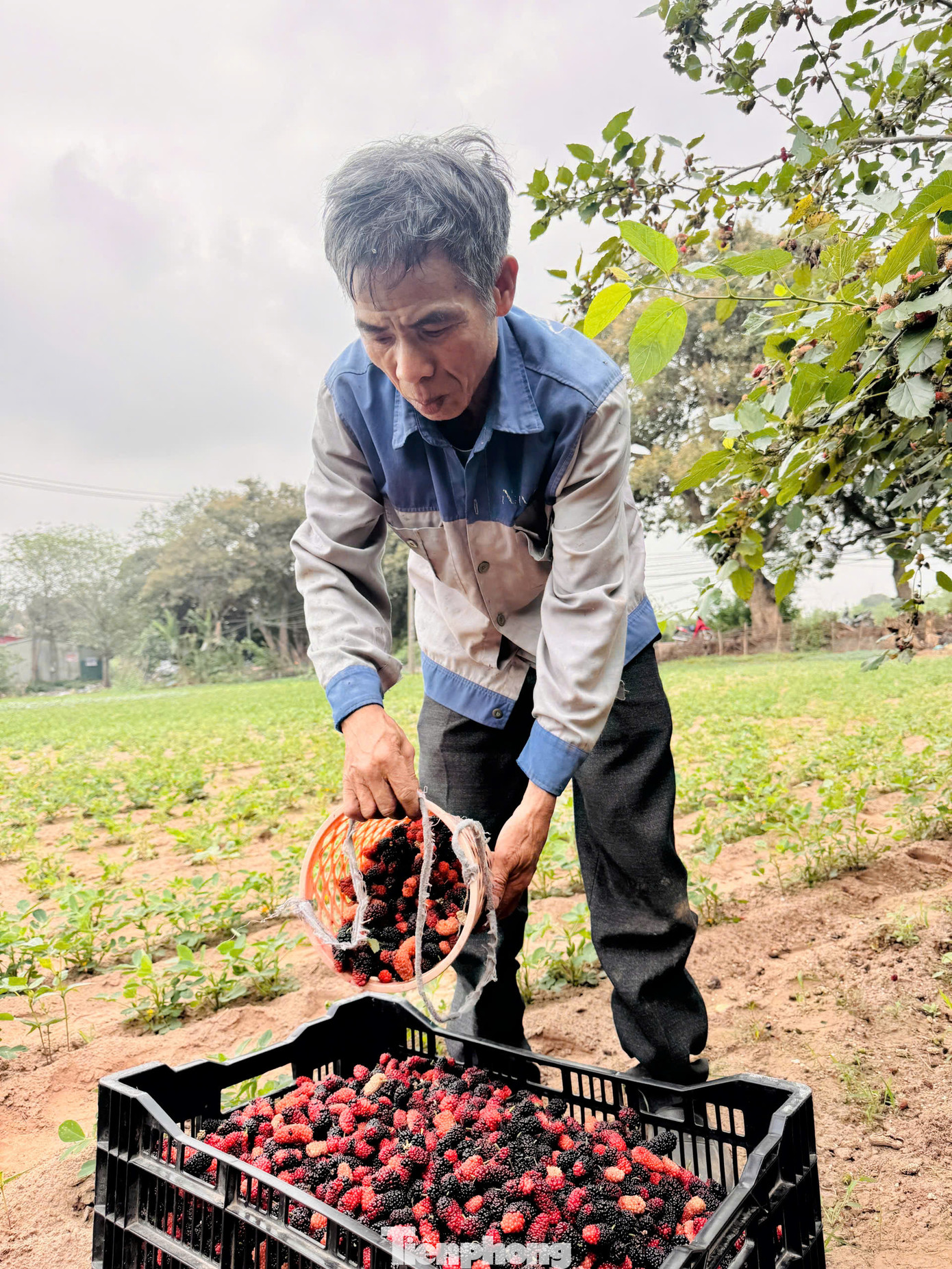 Từ ngoại thành, dâu tằm được vận chuyển, bán tại các chợ trong nội đô Hà Nội và xuất vào các tỉnh, thành phía Nam. Giá dâu bán lẻ tại các chợ trên địa bàn Thủ đô dao động từ 30.000 - 50.000 đồng/kg. Từ ngoại thành, dâu tằm được vận chuyển, bán tại các chợ trong nội đô Hà Nội và xuất vào các tỉnh, thành phía Nam. Giá dâu bán lẻ tại các chợ trên địa bàn Thủ đô dao động từ 30.000 - 50.000 đồng/kg.