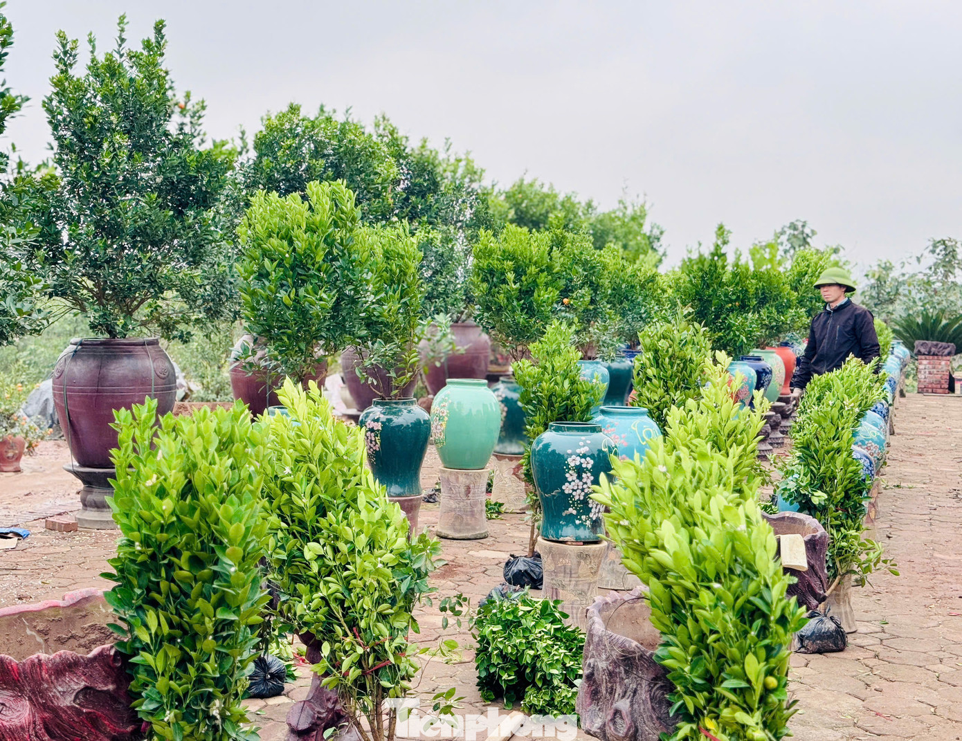 Sau Tết nguyên đán 2 tuần, các nhà vườn ở làng Tứ Liên, quận Tây Hồ (Hà Nội) đã tiến hành nhập cây giống về trồng, chăm sóc để kịp phục vụ cho vụ quất năm tới.