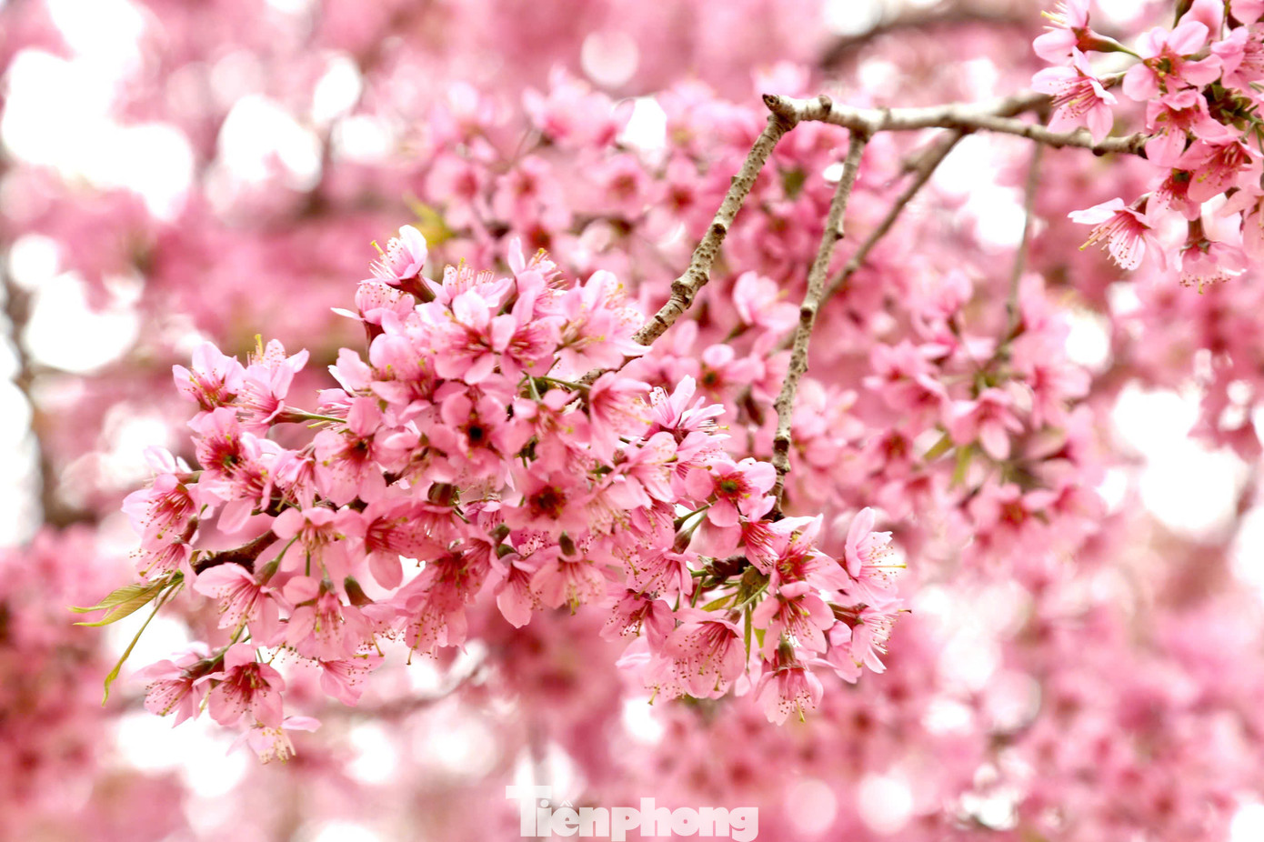 Sắc hồng mơ màng của những cánh mai anh đào khiến du khách phải xao xuyến khi được chiêm ngưỡng.