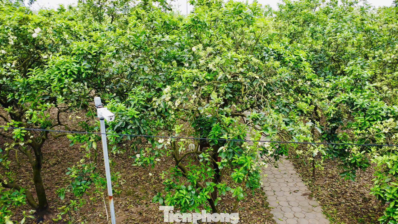 Đến mùa thụ phấn, vào những ngày thời tiết không mưa, có nắng các chủ vườn sẽ thuê nhân công thụ phấn cho hoa bưởi. Hoa bưởi nở rộ trong vòng 1 tháng nên có hôm các nhân công phải làm cả ngày, tối thắp đèn mới kịp thời gian cây phát triển. Mỗi nhân công sẽ nhận tiền công từ 350.000 đến 500.000 đồng cho 1 ca làm việc tám tiếng. Nếu thời tiết thuận lợi, khoảng 1- 2 nhân công có thể thụ phấn cho một vườn bưởi gần 1.000 gốc trong khoảng nửa tháng. Đến mùa thụ phấn, vào những ngày thời tiết không mưa, có nắng các chủ vườn sẽ thuê nhân công thụ phấn cho hoa bưởi. Hoa bưởi nở rộ trong vòng 1 tháng nên có hôm các nhân công phải làm cả ngày, tối thắp đèn mới kịp thời gian cây phát triển. Mỗi nhân công sẽ nhận tiền công từ 350.000 đến 500.000 đồng cho 1 ca làm việc tám tiếng. Nếu thời tiết thuận lợi, khoảng 1- 2 nhân công có thể thụ phấn cho một vườn bưởi gần 1.000 gốc trong khoảng nửa tháng.