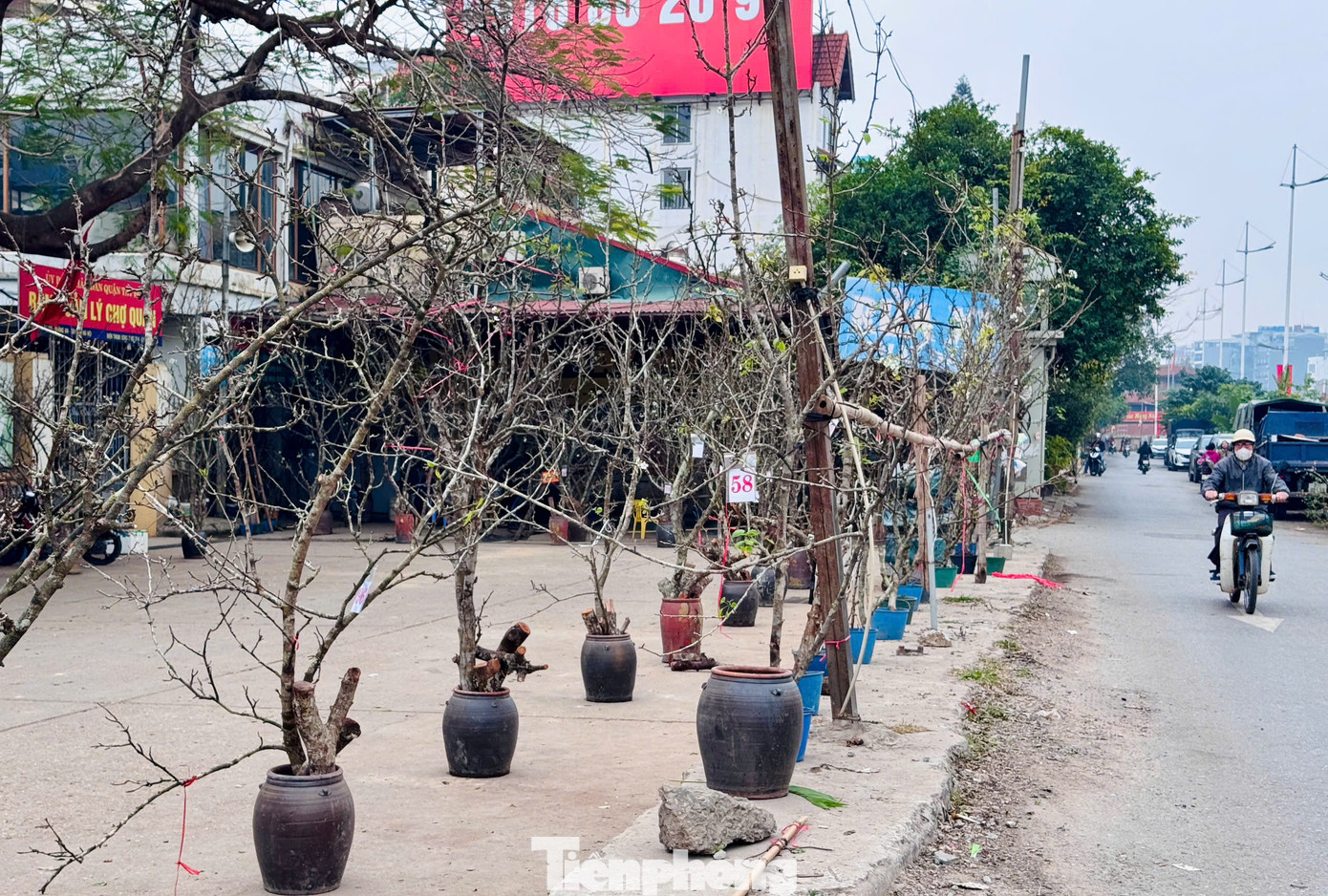 Vài năm trở lại đây, tháng Giêng là thời điểm người dân Hà Nội có thú chơi hoa lê trắng, loại hoa đặc trưng của vùng cao Tây Bắc. Có những cây còn chưa ra nụ trông như những cành "củi khô" vẫn có sức hút đặc biệt với khách hàng. Vài năm trở lại đây, tháng Giêng là thời điểm người dân Hà Nội có thú chơi hoa lê trắng, loại hoa đặc trưng của vùng cao Tây Bắc. Có những cây còn chưa ra nụ trông như những cành "củi khô" vẫn có sức hút đặc biệt với khách hàng.