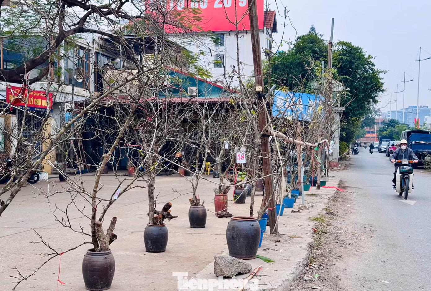 Vài năm trở lại đây, tháng Giêng là thời điểm người dân Hà Nội có thú chơi hoa lê trắng, loại hoa đặc trưng của vùng cao Tây Bắc. Có những cây còn chưa ra nụ trông như những cành "củi khô" vẫn có sức hút đặc biệt với khách hàng.