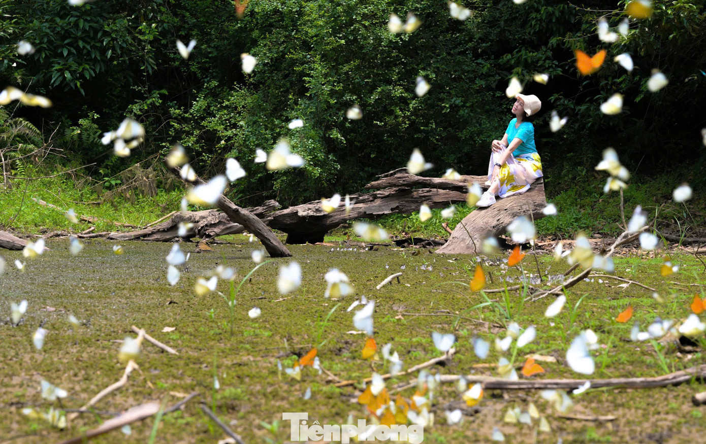 Nhiếp ảnh gia Huy Hoàng vừa có chuyến du lịch, khám phá Vườn quốc gia Cúc Phương chia sẻ: "Thật ra ban đầu tôi chỉ định đến Cúc Phương để thư giãn và tìm cảm hứng mới sáng tác. Nhưng khoảnh khắc thấy hàng ngàn con bướm bay rợp trời, tôi như bị "hút hồn", cảm giác như bước vào một thế giới cổ tích. Cảnh tượng ấy vừa mong manh, vừa kỳ diệu, khiến tôi ngay lập tức muốn cầm máy lên và lưu giữ nó bằng ống kính của mình nhiều lần".