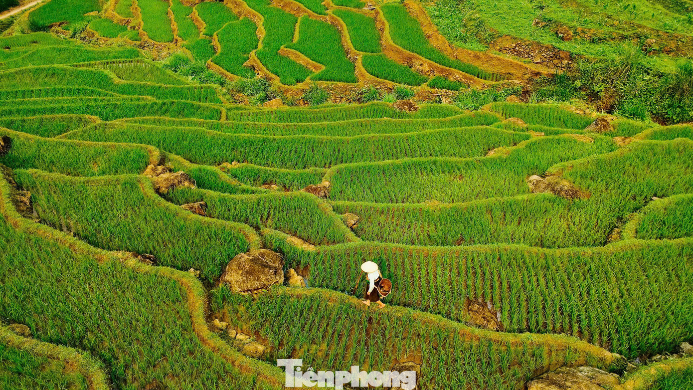 Người dân bản địa chăm sóc lúa giữa khung cảnh núi rừng trùng điệp, hình ảnh mộc mạc, gần gũi của cuộc sống miền sơn cước.