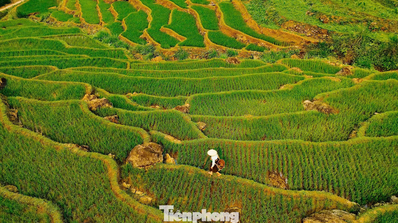 Người dân bản địa chăm sóc lúa giữa khung cảnh núi rừng trùng điệp, hình ảnh mộc mạc, gần gũi của cuộc sống miền sơn cước.