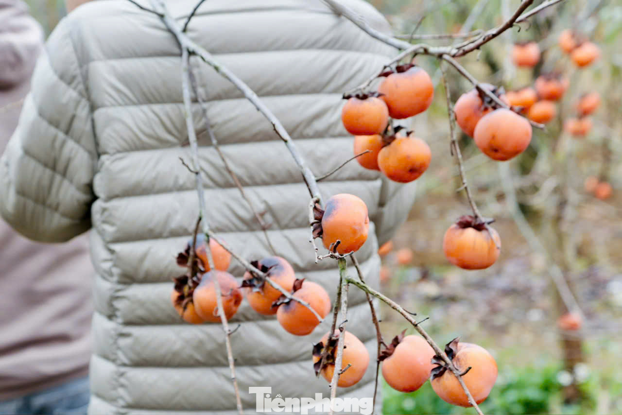 Hồng là loại quả đặc trưng trên cao nguyên Mộc Châu nên rất được du khách ưa thích. Nhiều gia đình không quản ngại đường xa vượt gần 200km lên Mộc Châu vào tận vườn, tự tay chọn những cành hồng ưng ý, đỏ rực, trĩu quả để về xuôi chơi Tết.