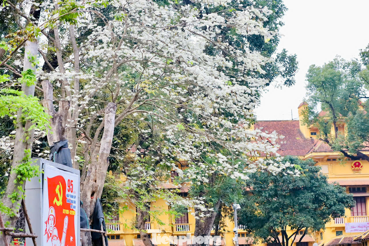 Màu trắng hoa sưa không sặc sỡ nhưng nổi bật trên mái ngói cổ kính của đường phố Hà Nội.