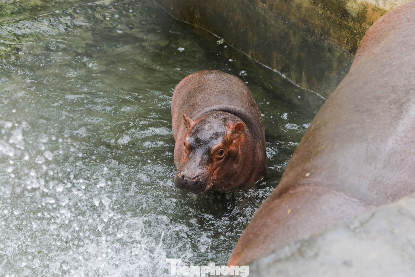 Ông Lê Sỹ Dũng, Chủ tịch Công ty TNHH MTV Vườn thú Hà Nội chia sẻ: “Lần đầu tiên chúng tôi đã chứng kiến loài Hà Mã sinh con, đánh dấu một bước ngoặt trong công tác nuôi dưỡng động vật hoang dã. Từ nhân viên quản lý, bác sĩ thú y, đến các công nhân đều tâm huyết, cùng vượt qua khó khăn ban đầu để nuôi dưỡng bé Hà Mã từ khi còn non nớt, đến nay đã lớn khỏe”.
