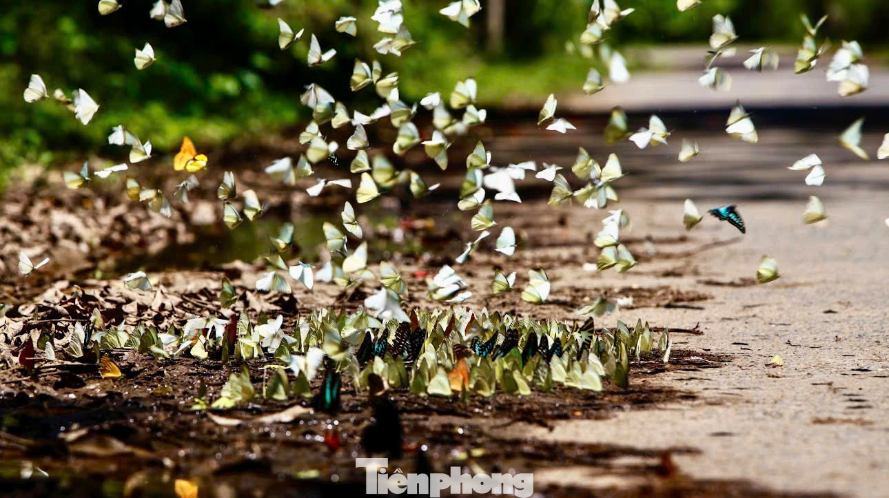 Ngoài hoạt động ngắm bướm, trong tháng 5 du khách còn có thể đến Cúc Phương buổi tối để có thêm trải nghiệm ngắm đom đóm.