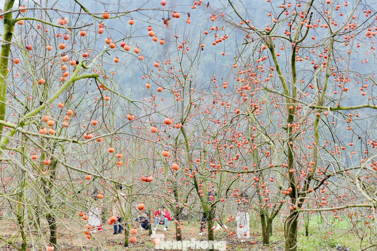 Nổi tiếng là vùng đất bốn mùa muôn hoa đua sắc, những ngày cuối tháng 1 đến với cao nguyên Mộc Châu du khách sẽ được ngắm nhìn một bức tranh mùa xuân tuyệt đẹp với sắc đỏ - cam của hồng, sắc vàng của hoa cải, trắng tinh khôi của hoa mận...