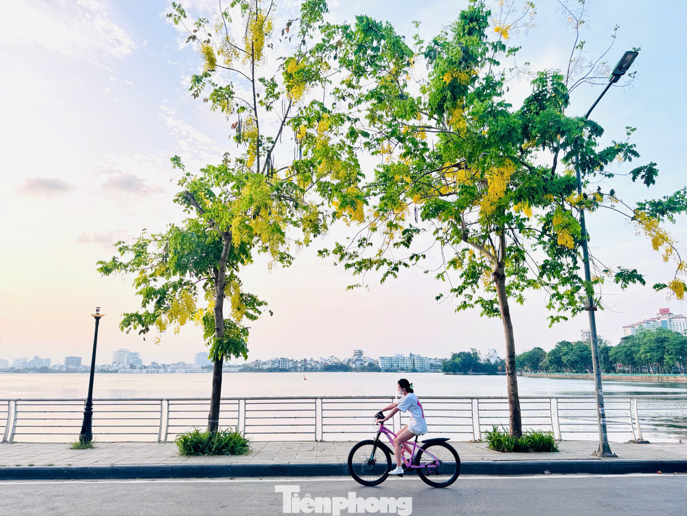 Sắc vàng rực rỡ trải dài khắp các con phố không chỉ tô điểm cho cảnh quan Thủ đô mà còn trở thành điểm check-in yêu thích của người dân và du khách.