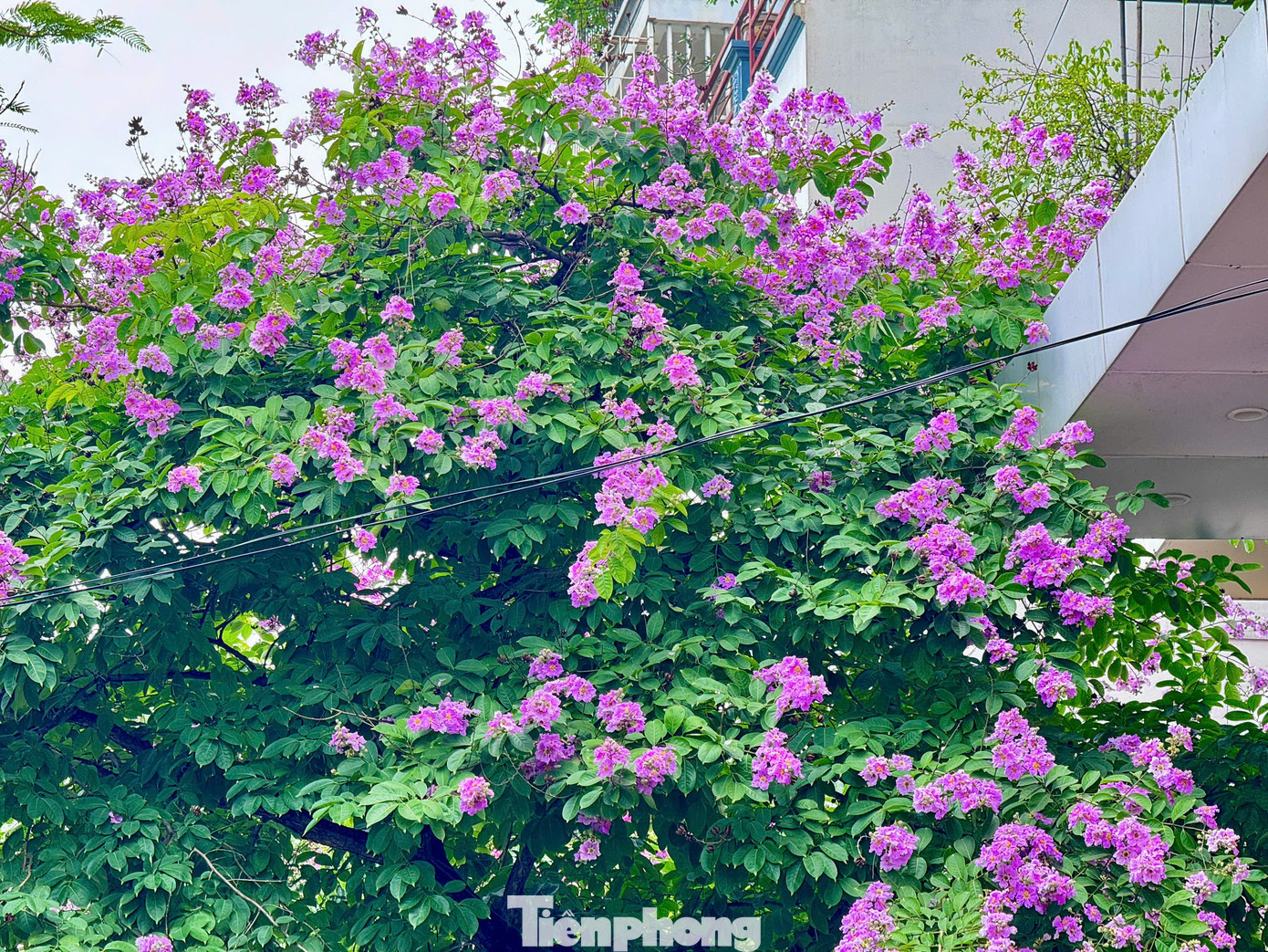 Khi những tia nắng đầu hè bắt đầu đổ xuống cũng là lúc Hà Nội bừng lên với sắc màu rực rỡ của hoa bằng lăng tím biếc. Khi nở, hoa sẽ mọc thành từng chùm có chiều dài từ 20 - 40 cm, cánh hoa rất mỏng. Hoa có nhiều màu sắc khác nhau như màu hồng, màu trắng, màu đỏ. Tuy nhiên ở Hà Nội, hoa bằng lăng thường có màu tím.