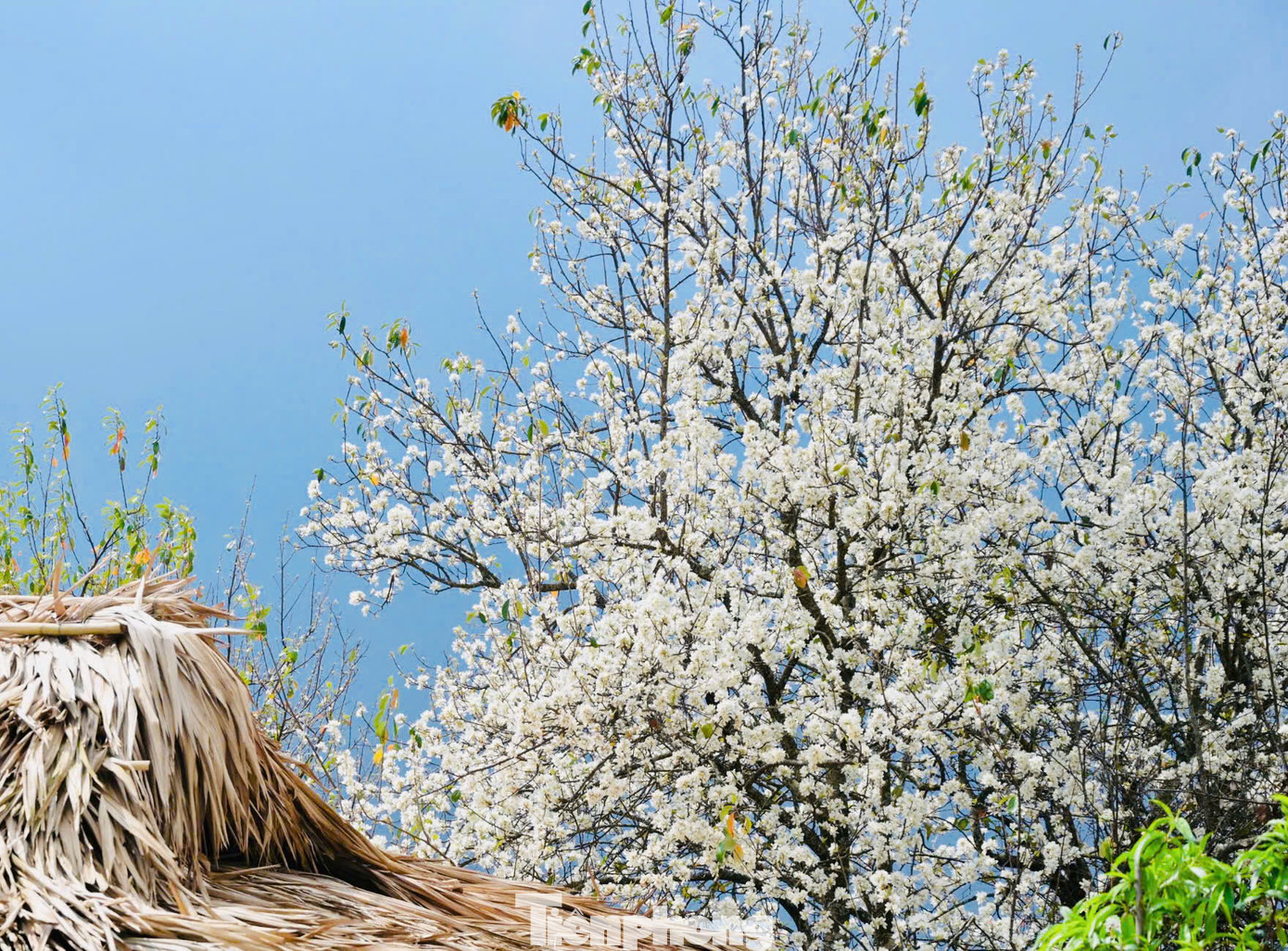 Hoa sơn tra, hay còn có tên khác là hoa táo mèo được trồng nhiều ở các tỉnh Sơn La, Yên Bái... Mùa hoa nở kéo dài từ cuối tháng 2 đến cuối tháng 3 hàng năm.