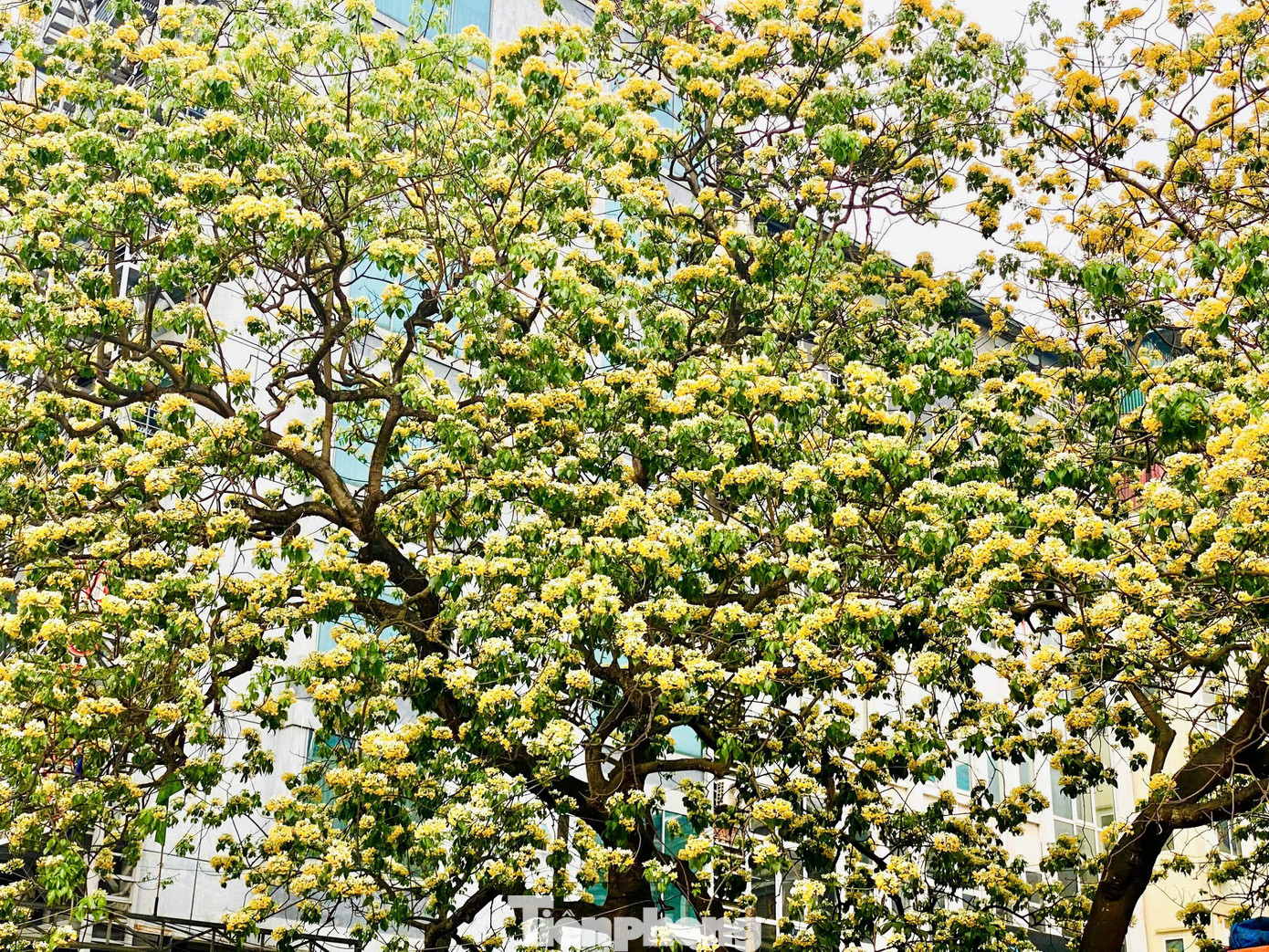 Hoa bún là loại cây thân gỗ tán rộng, thường nở rộ vào đầu tháng 4, cây bung lộc trổ hoa thành từng chùm to rất đẹp mắt.