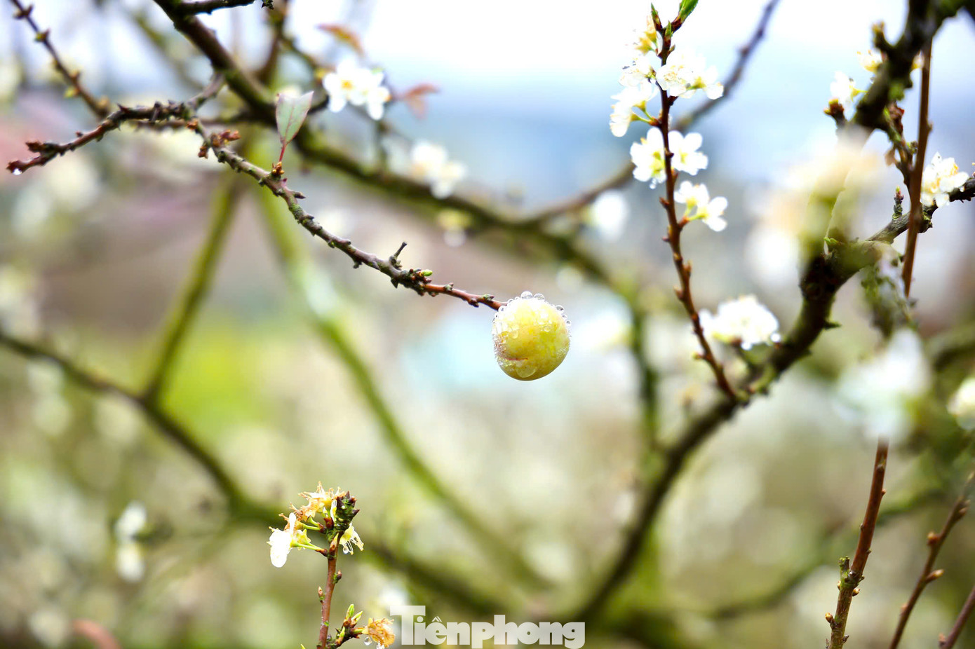 Du khách du xuân đến Mộc Châu dịp này, ngoài được thưởng ngoạn phong cảnh núi non hùng vĩ, còn được đắm mình bên những rừng mận nở trắng xóa khắp các triền đồi, thung lũng hay bên trong những khu homestay thơ mộng.