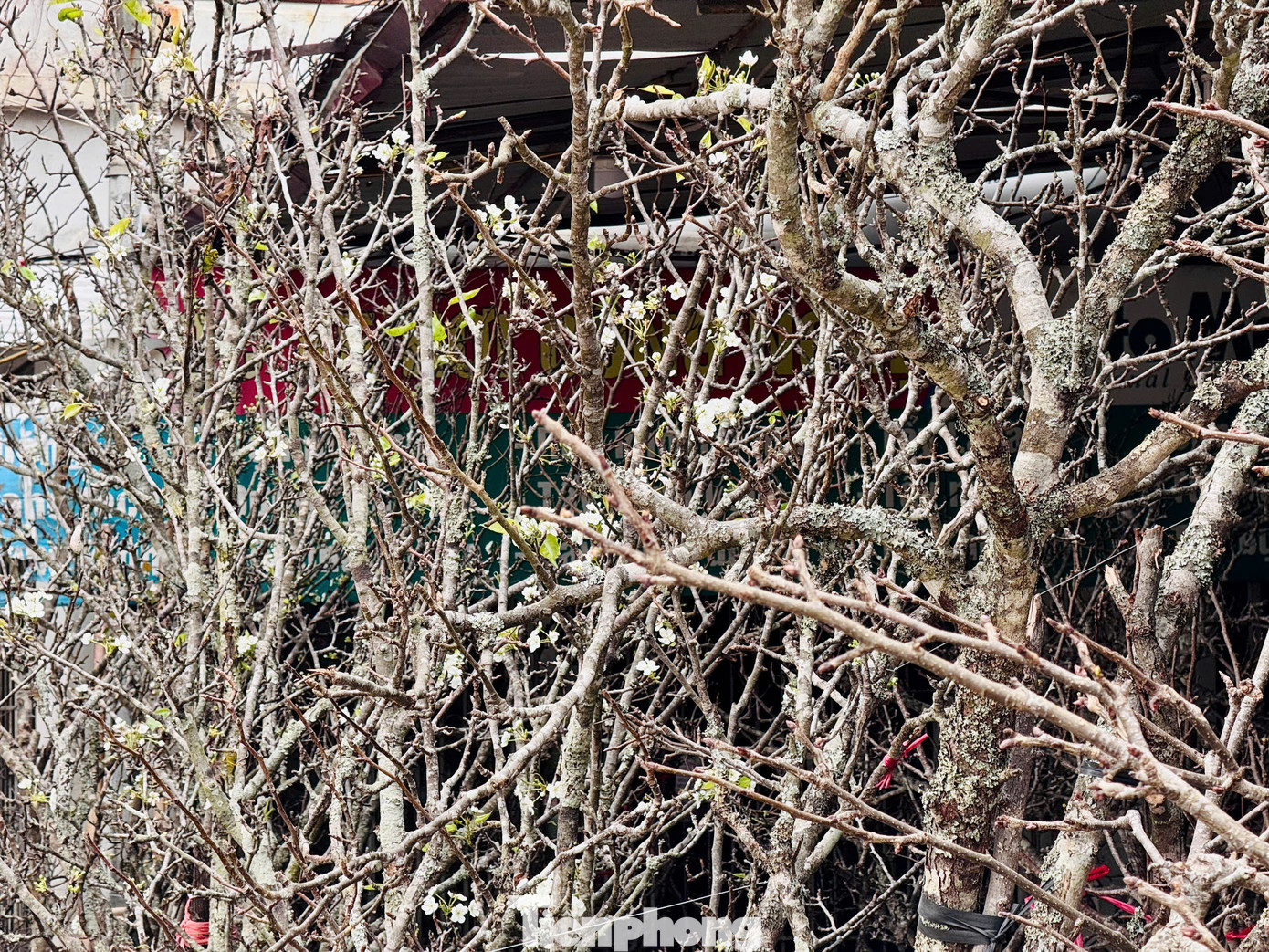 Vài năm trở lại đây, tháng Giêng là thời điểm người dân Hà Nội có thú chơi hoa lê trắng, loại hoa đặc trưng của vùng cao Tây Bắc. Có những cây còn chưa ra nụ trông như những cành "củi khô" vẫn có sức hút đặc biệt với khách hàng. Vài năm trở lại đây, tháng Giêng là thời điểm người dân Hà Nội có thú chơi hoa lê trắng, loại hoa đặc trưng của vùng cao Tây Bắc. Có những cây còn chưa ra nụ trông như những cành "củi khô" vẫn có sức hút đặc biệt với khách hàng.