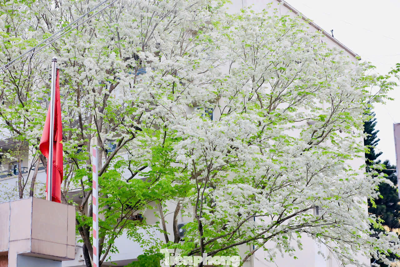 Hoa sưa mang vẻ đẹp trong sáng với nét quyến rũ rất riêng, sẽ chẳng ở đâu dễ bắt gặp một được mùa hoa sưa đẹp như ở Hà Nội.