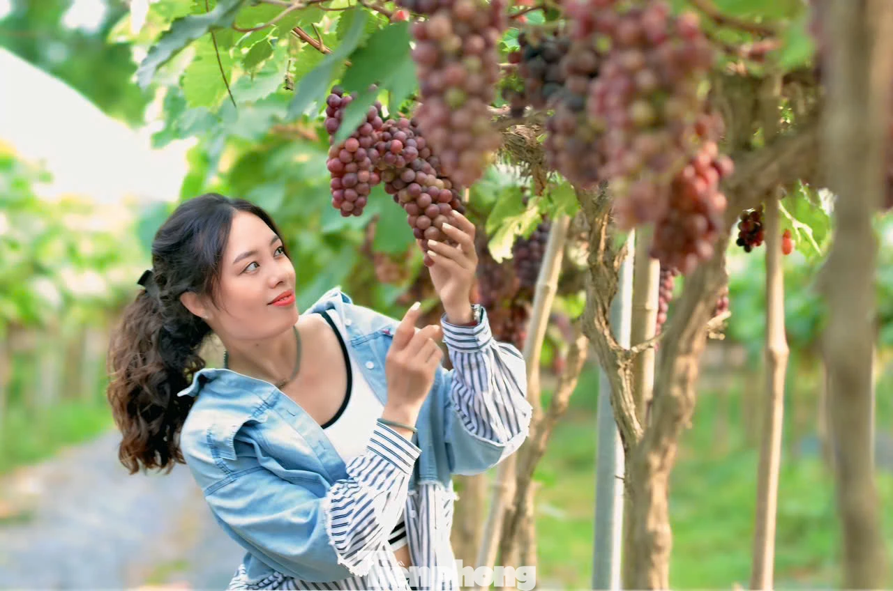 "Với vé vào cổng 70.000 đồng, được tận tay thu hoạch từng chùm nho tươi ngay tại vườn với giá 180.000 đồng/kg, sau đó thưởng thức hương vị ngọt xen lẫn chua dịu của những trái nho là trải nghiệm khá mới mẻ khiến chúng mình rất thích thú" - Bích Liên cùng bạn ở (Cầu Giấy) cho biết.