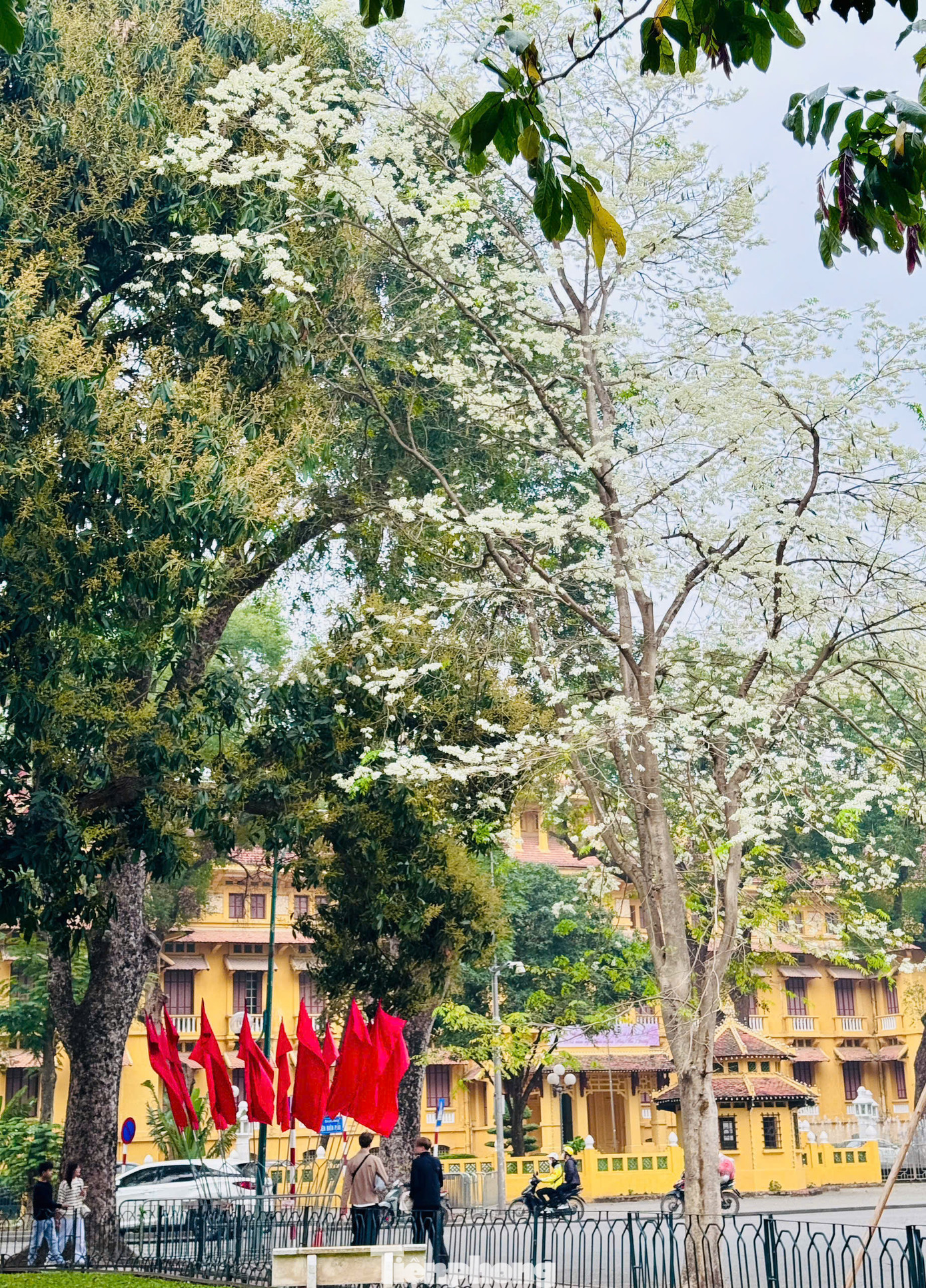 Hoa sưa được mọi người ví như loài hoa gọi mời tháng ba về, hoa thoáng nở chóng tàn, nhưng mang lại sắc rất riêng cho Hà Nội.