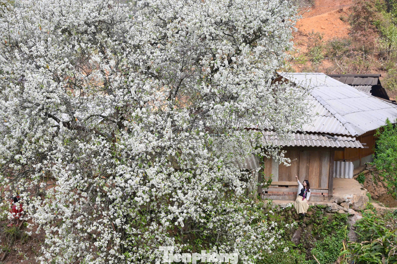 Theo báo cáo, diện tích trồng sơn tra tại bản Nậm Nghiệp, xã Ngọc Chiến, huyện Mường La, tỉnh Sơn La vào khoảng 1.260 ha. Việc trồng sơn tra giúp người dân ở đây cải thiện kinh tế và thu hút du khách thập phương đến tham quan du lịch.