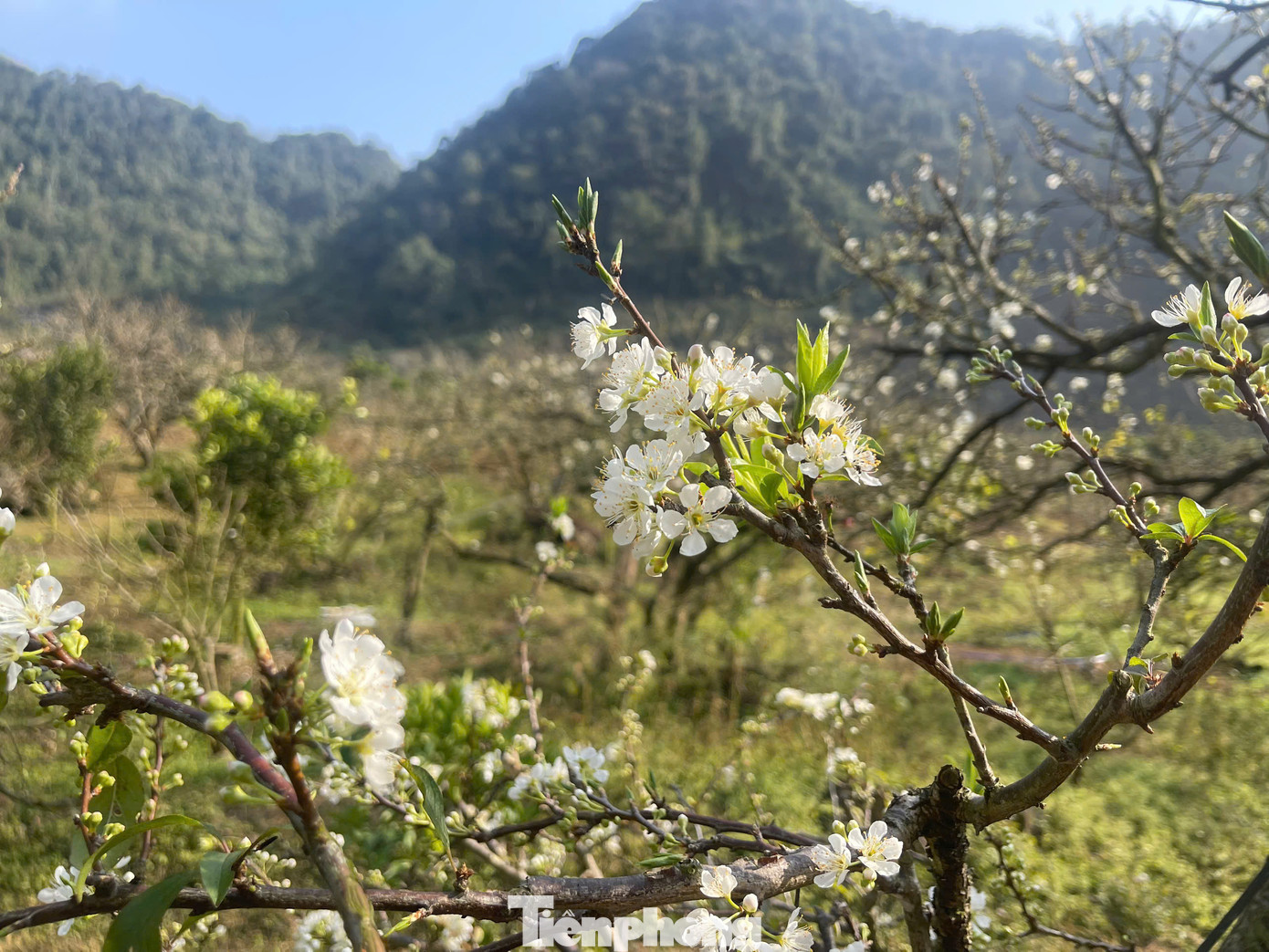 Du khách du xuân đến Mộc Châu dịp này, ngoài được thưởng ngoạn phong cảnh núi non hùng vĩ, còn được đắm mình bên những rừng mận nở trắng xóa khắp các triền đồi, thung lũng hay bên trong những khu homestay thơ mộng.