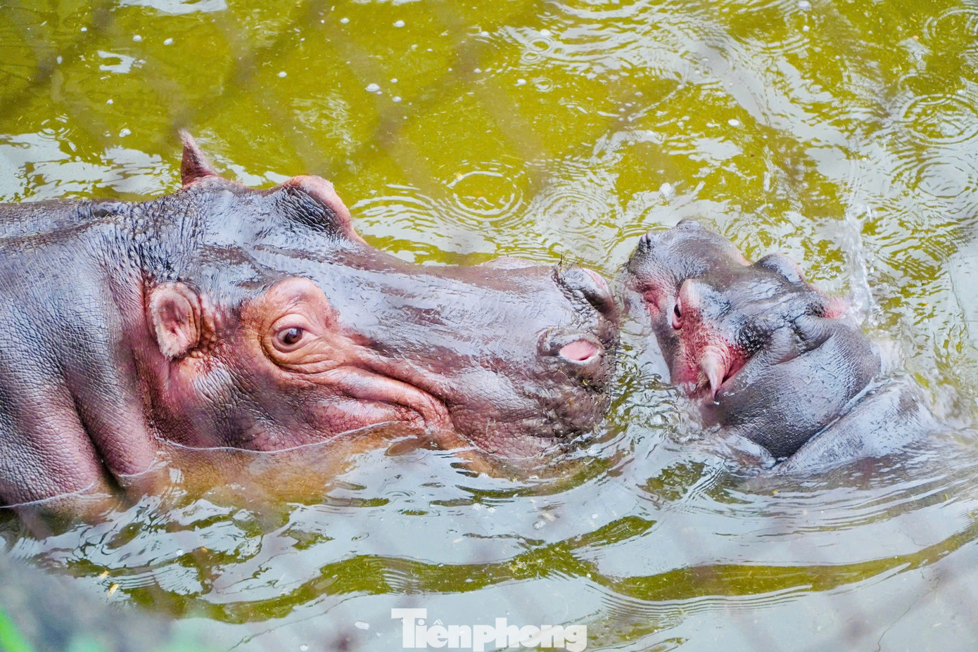 Bật máy sưởi điện trong nhà trú, vận hành các bình đun nước nóng để cung cấp nước ấm vào bể cho Hà mã.