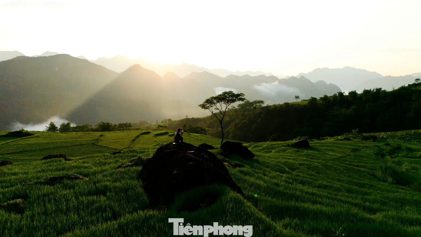 Ánh nắng ban mai nhẹ nhàng chiếu rọi trên những khóm lúa non, tạo nên bức tranh thiên nhiên đầy sức sống và yên bình nơi đây.