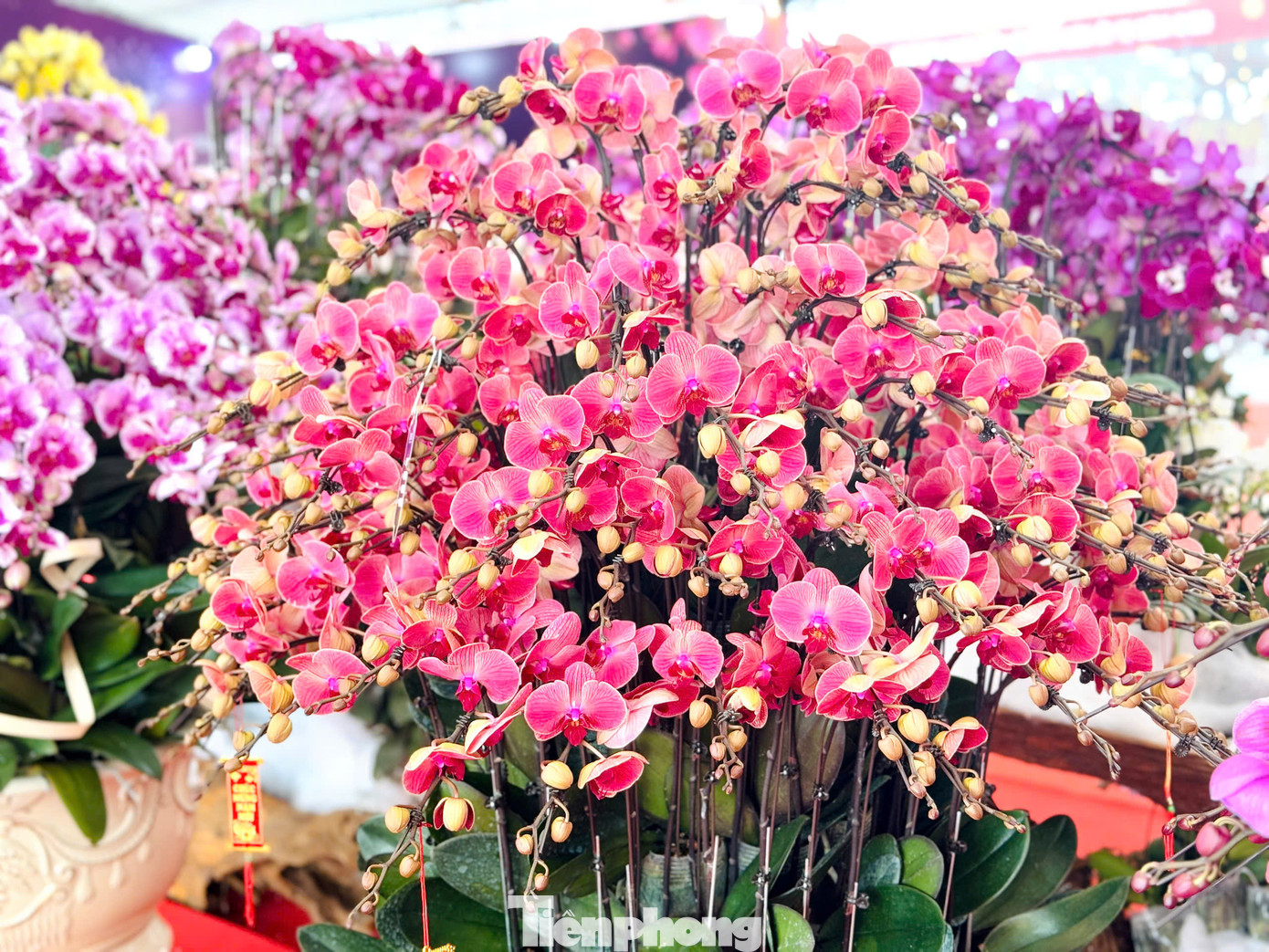 Bên cạnh các mặt hàng cao cấp giá cao, theo ghi nhận, thị trường hoa lan năm nay phong phú, đa dạng về chủng loại và màu sắc, giá bán khoảng 300.000 đồng/cành.