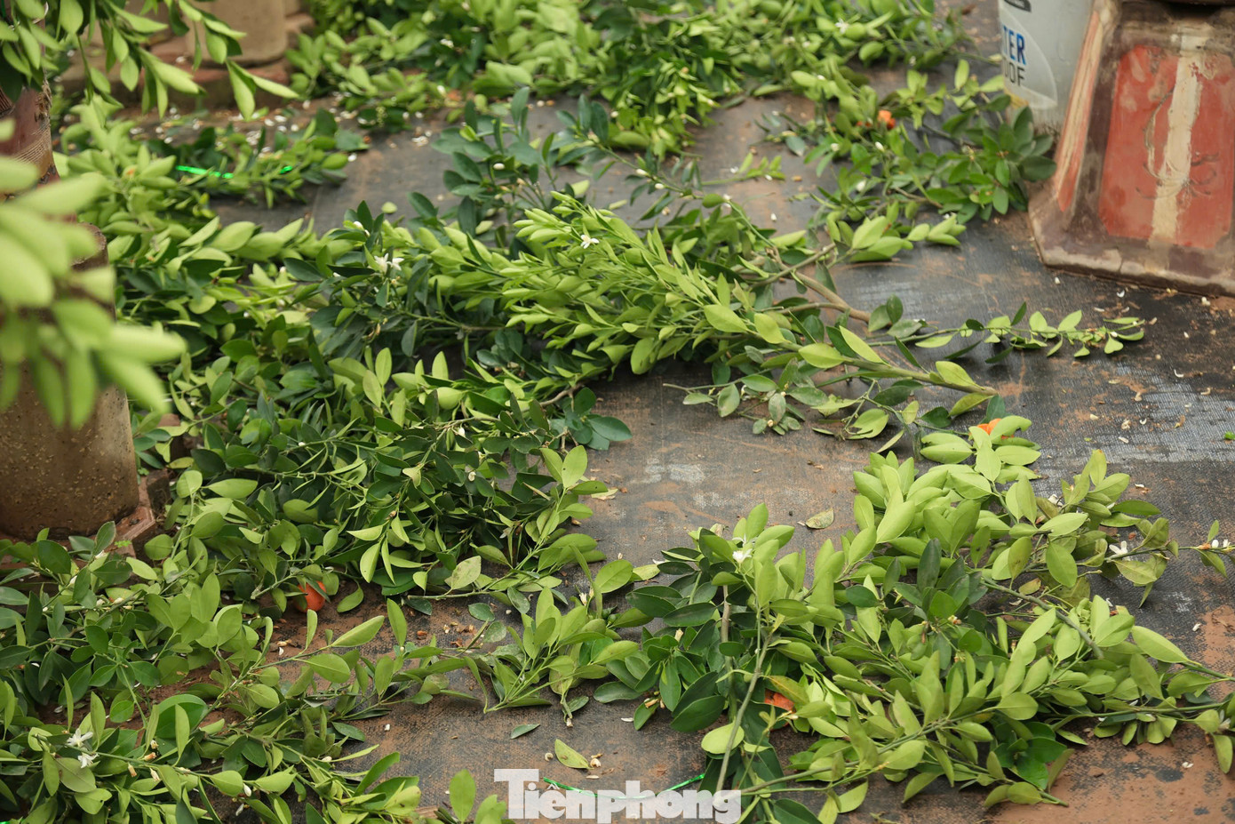 Cuối tháng Giêng thời tiết nồm ẩm, mưa xuân là thời điểm lý tưởng cho những nhà vườn quất Tứ Liên (Tây Hồ, Hà Nội) hối hả bắt tay vào vụ mới.