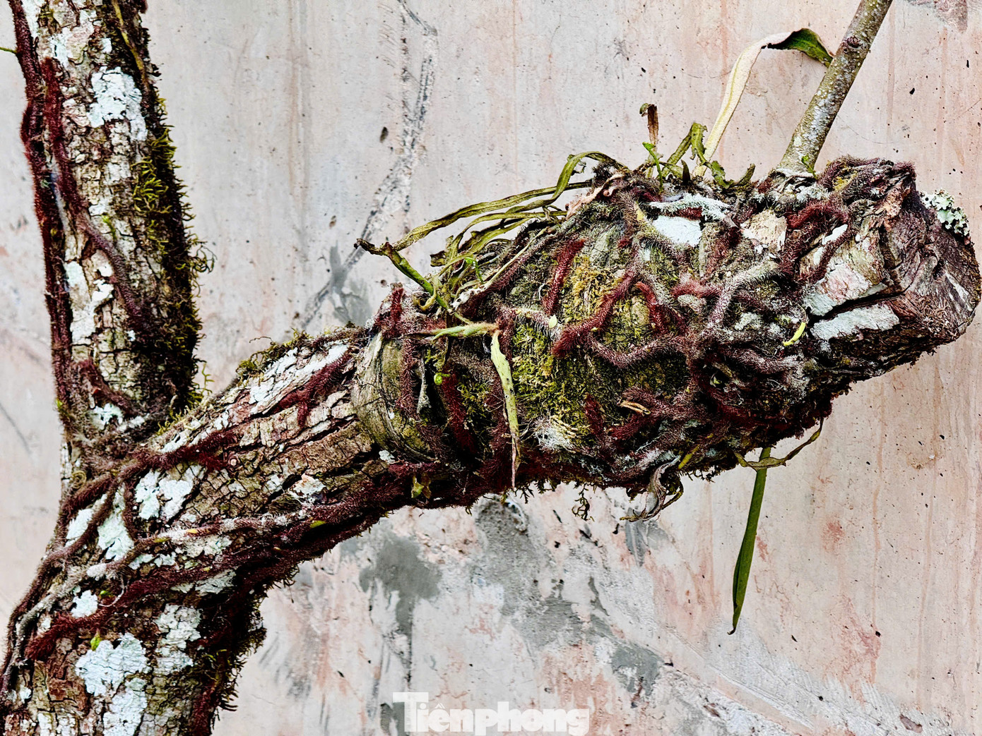 Những cành có nhánh tầm gửi hoặc nhiều mảng mốc, rêu xanh bám trên thân luôn được người chơi hoa lê sành sỏi săn đón. Những cành có nhánh tầm gửi hoặc nhiều mảng mốc, rêu xanh bám trên thân luôn được người chơi hoa lê sành sỏi săn đón.