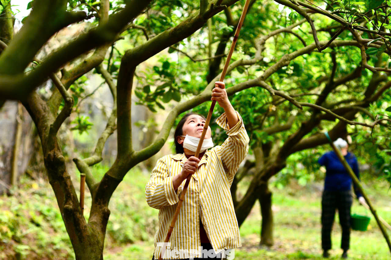 "Khi trời hửng nắng, việc thụ phấn cho cây bưởi dễ đậu quả hơn, nếu mưa sẽ làm cho việc thụ phấn trôi mất, ướt cánh hoa khiến phấn sẽ không dính được. Mỗi vườn sẽ có một vài cây trồng riêng để lấy phấn đi chấm cho các cây còn lại", chị Ngọc, công nhân thời vụ làm lâu năm cho biết. "Khi trời hửng nắng, việc thụ phấn cho cây bưởi dễ đậu quả hơn, nếu mưa sẽ làm cho việc thụ phấn trôi mất, ướt cánh hoa khiến phấn sẽ không dính được. Mỗi vườn sẽ có một vài cây trồng riêng để lấy phấn đi chấm cho các cây còn lại", chị Ngọc, công nhân thời vụ làm lâu năm cho biết.