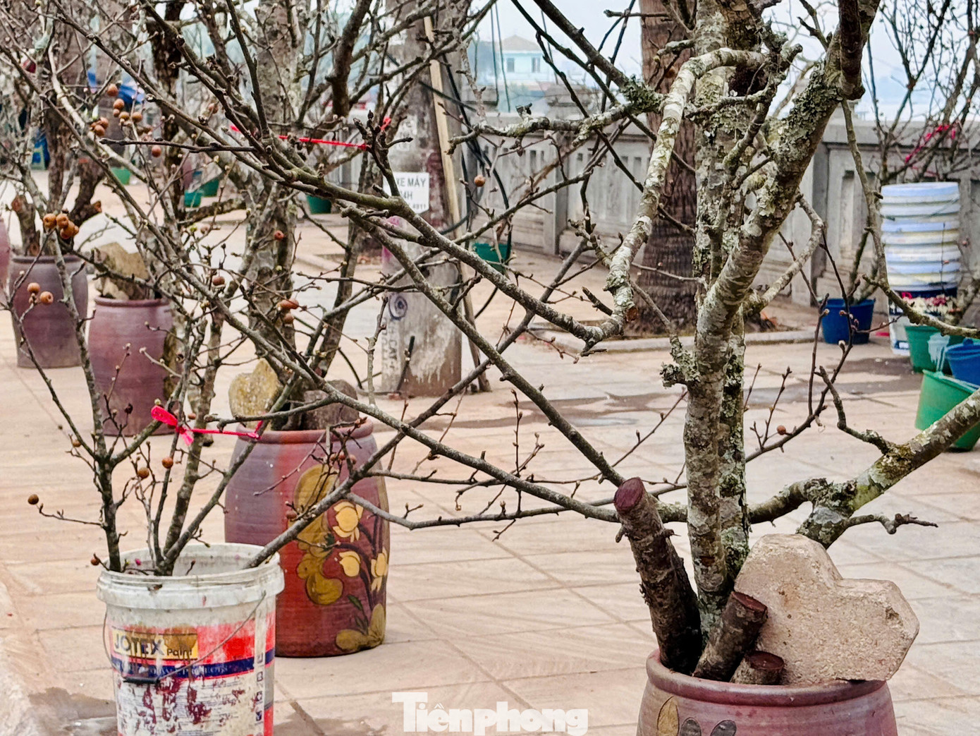 Đặc biệt năm nay, những cành lê trĩu quả xuất hiện trên phố Lạc Long Quân khiến nhiều người yêu thích. Đặc biệt năm nay, những cành lê trĩu quả xuất hiện trên phố Lạc Long Quân khiến nhiều người yêu thích.