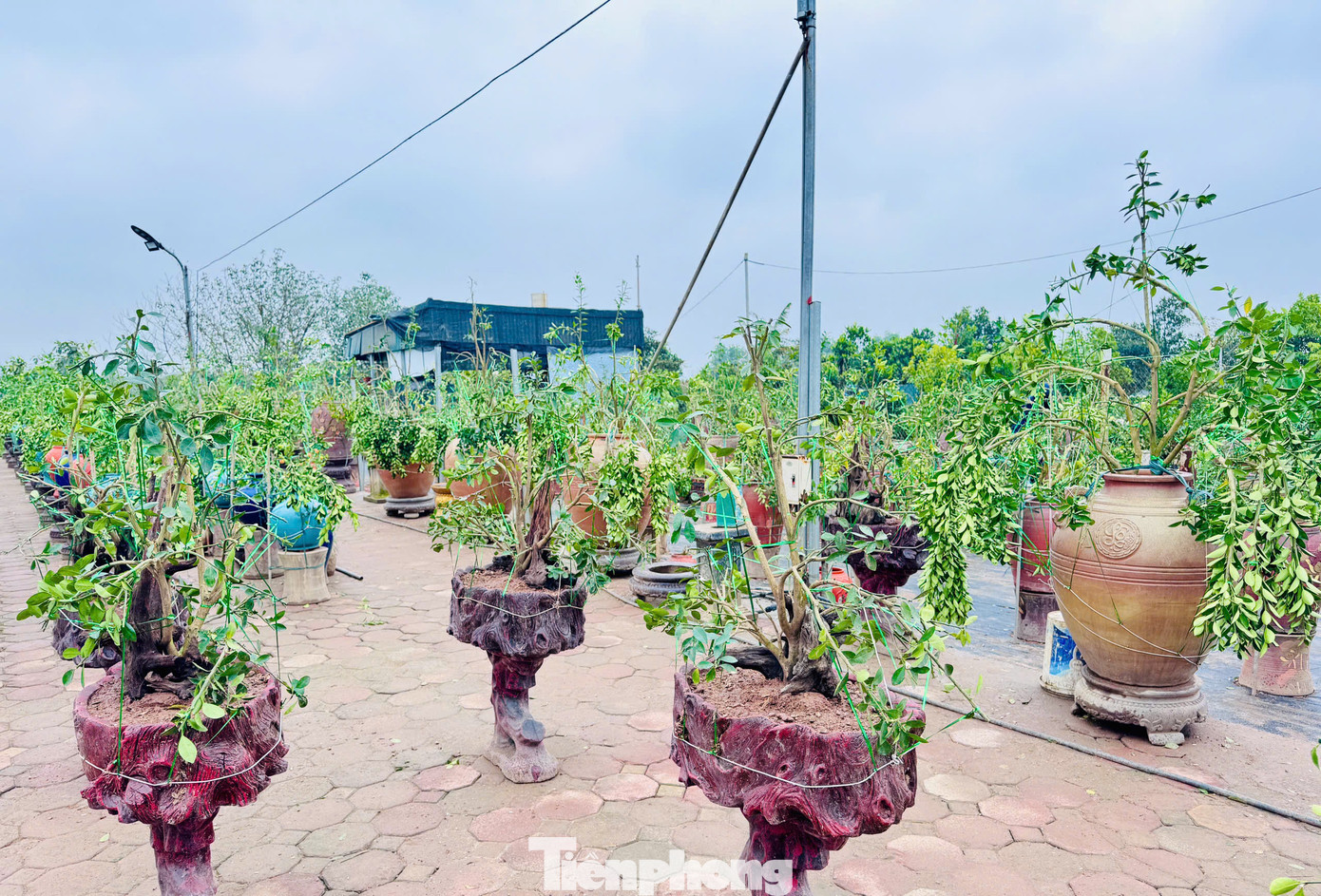 Không chỉ quất cảnh, những người thợ vườn còn chỉnh sửa các loại cây cảnh khác như sanh, si, lộc vừng… Do số lượng người có tay nghề cao không nhiều nên họ luôn bận rộn quanh năm, thu nhập mỗi người đạt 10 - 15 triệu đồng/tháng.