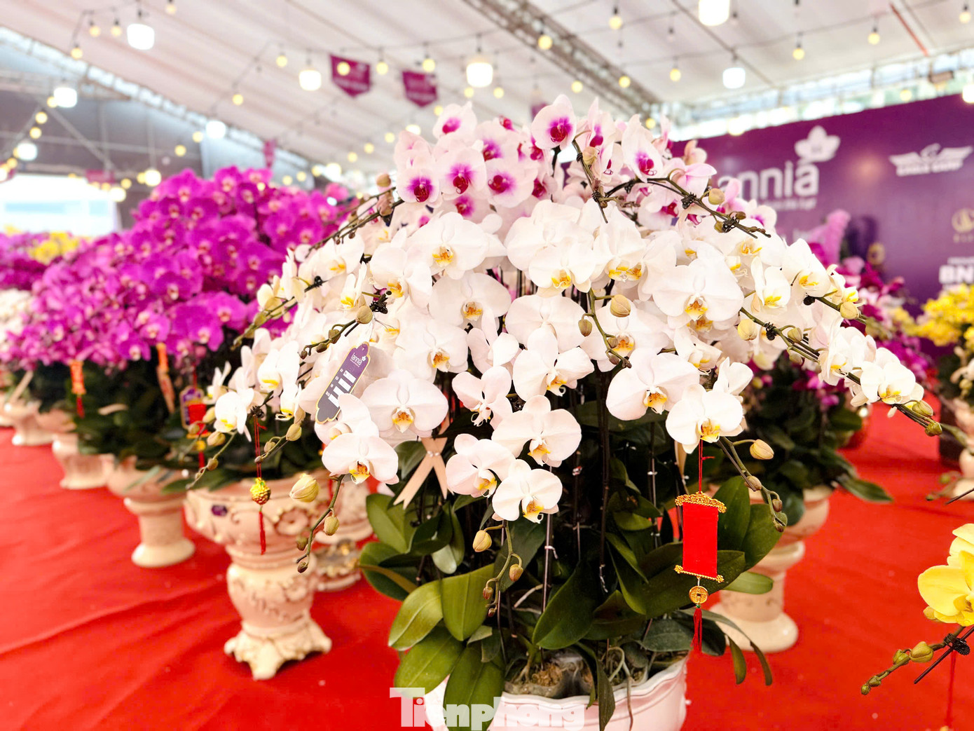 Bên cạnh các mặt hàng cao cấp giá cao, theo ghi nhận, thị trường hoa lan năm nay phong phú, đa dạng về chủng loại và màu sắc, giá bán khoảng 300.000 đồng/cành.