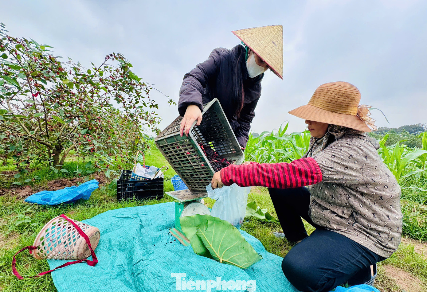 Giá bán tại vườn cho các thương lái dao động từ 15.000 - 20.000 đồng/kg tùy loại. Giá bán tại vườn cho các thương lái dao động từ 15.000 - 20.000 đồng/kg tùy loại.