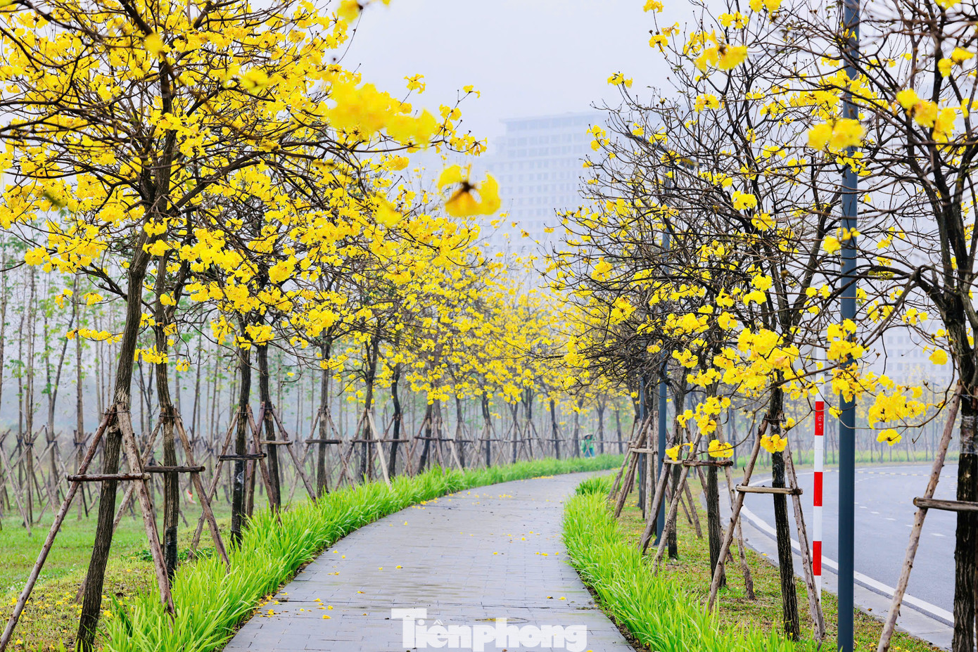 Cây phong linh còn được gọi là cây chuông vàng, hoa thường nở rộ từ tháng cuối tháng 2. Hoa phong linh kết thành thành những chùm lớn hàng chục bông, mỗi bông có 5 cánh lại có màu vàng tươi.