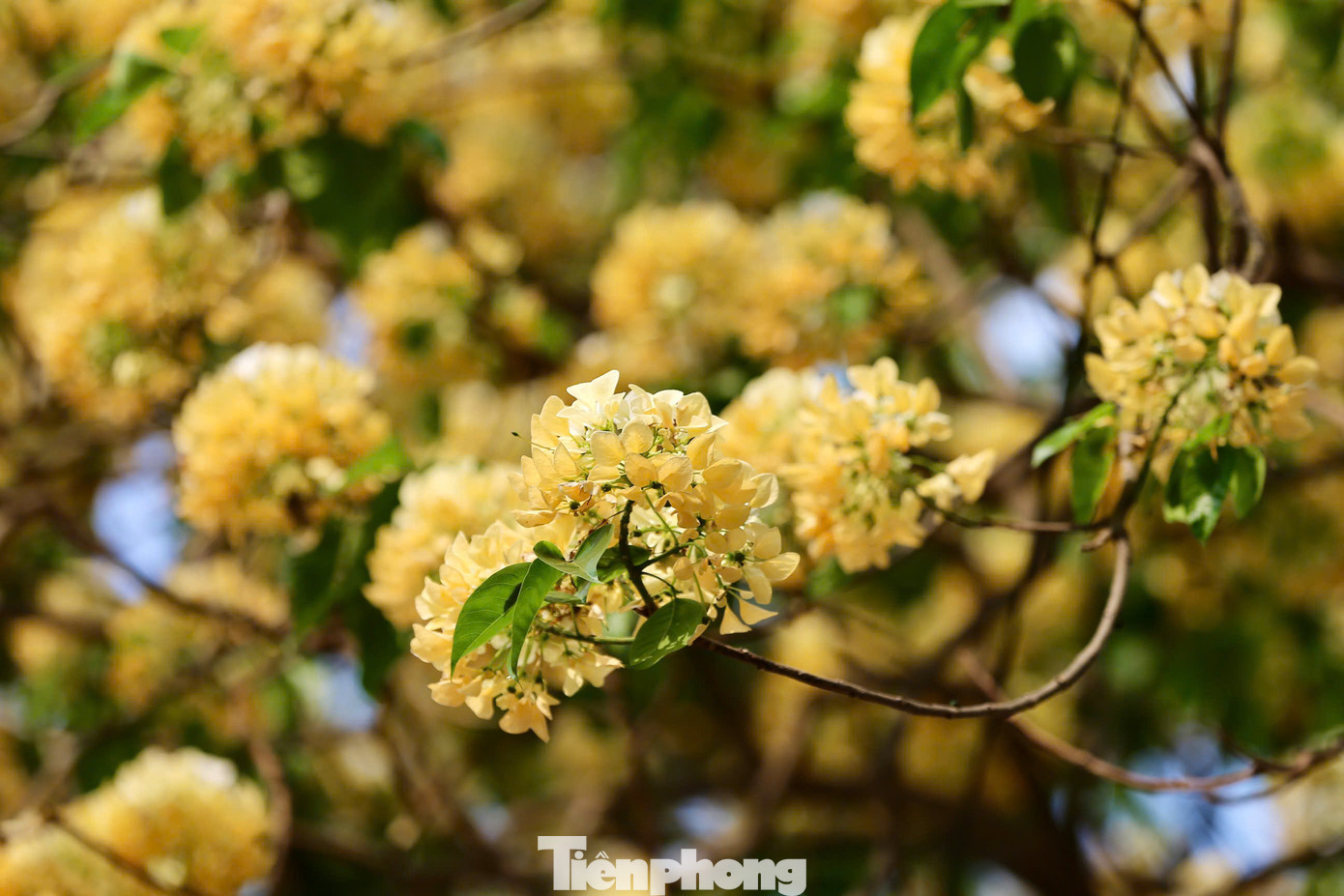 Cây hoa bún còn có tên gọi khác là bạch hoa hay màn màn, có mùi thơm dễ chịu, khi nở nhuỵ hoa có hình dáng giống với sợi bún, cũng vì vậy người dân tại đây đặt tên là cây hoa bún.